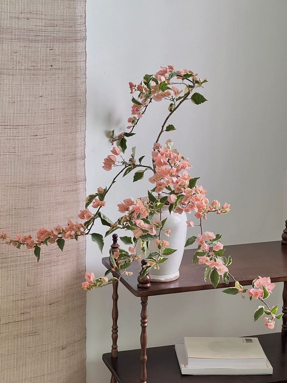 又陆陆续续开花的马斯 还是优秀的马斯佩拉克,上一次修剪了,这次整个