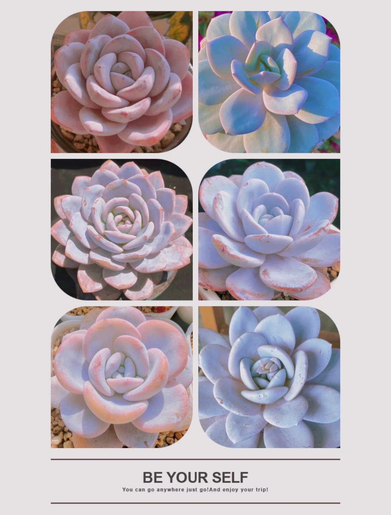 认识多肉第20天——雪莲 雪莲,景天科拟石莲花属多肉植物,叶片常年覆