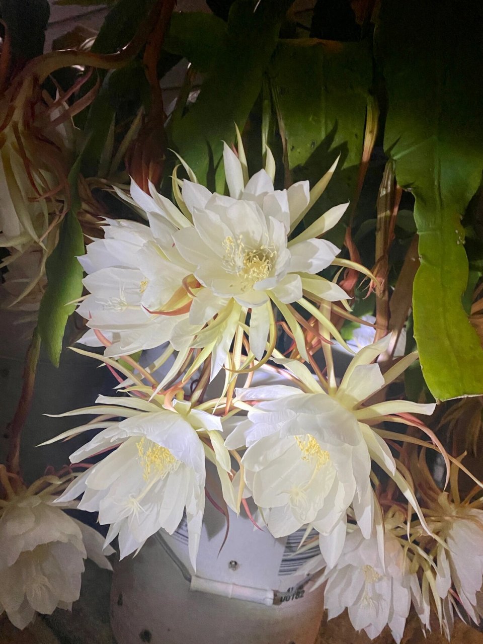 今年的昙花一现开得旺盛 香气扑鼻 太美啦