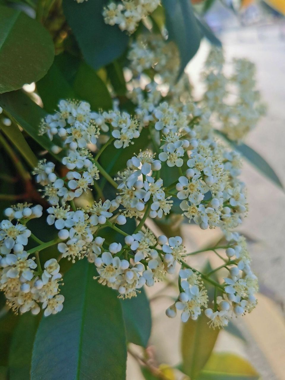 陷入春天,那些傻傻分不清的白色小花花 这些都是平日里最常见的景观