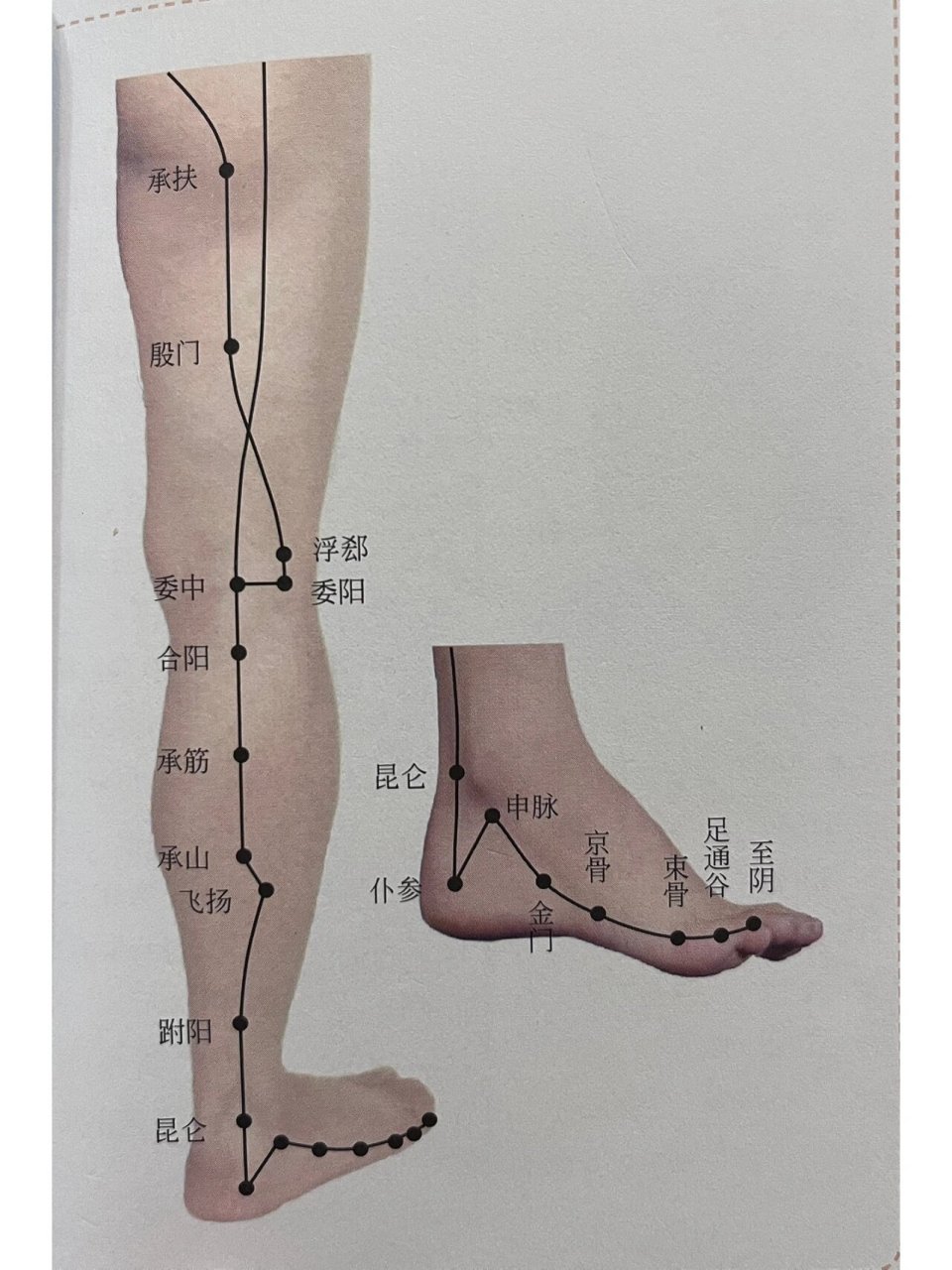 足太阳膀胱经线路图图片