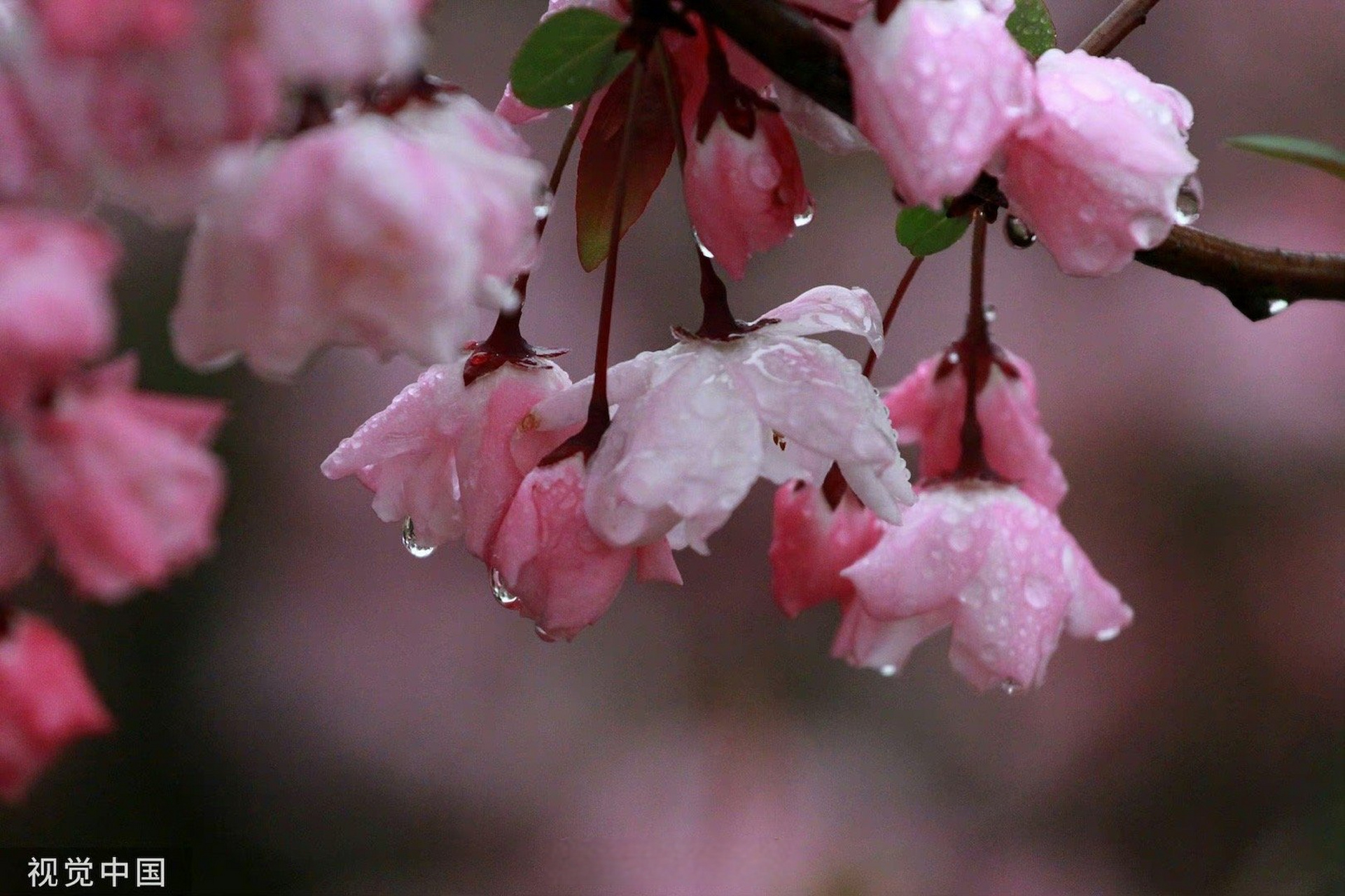 花卉春雨的图片大全图片