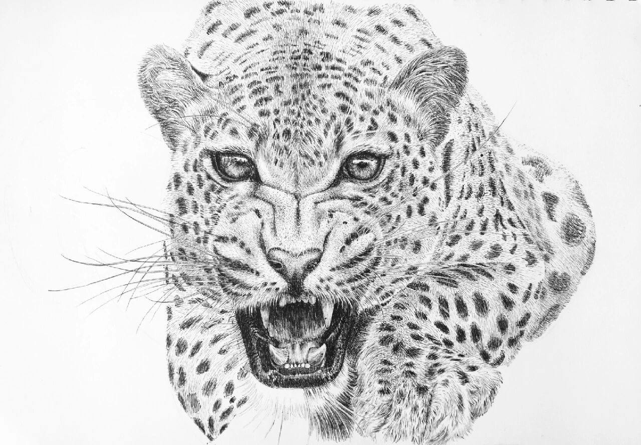 钢笔画 | 动物系列(猎豹)