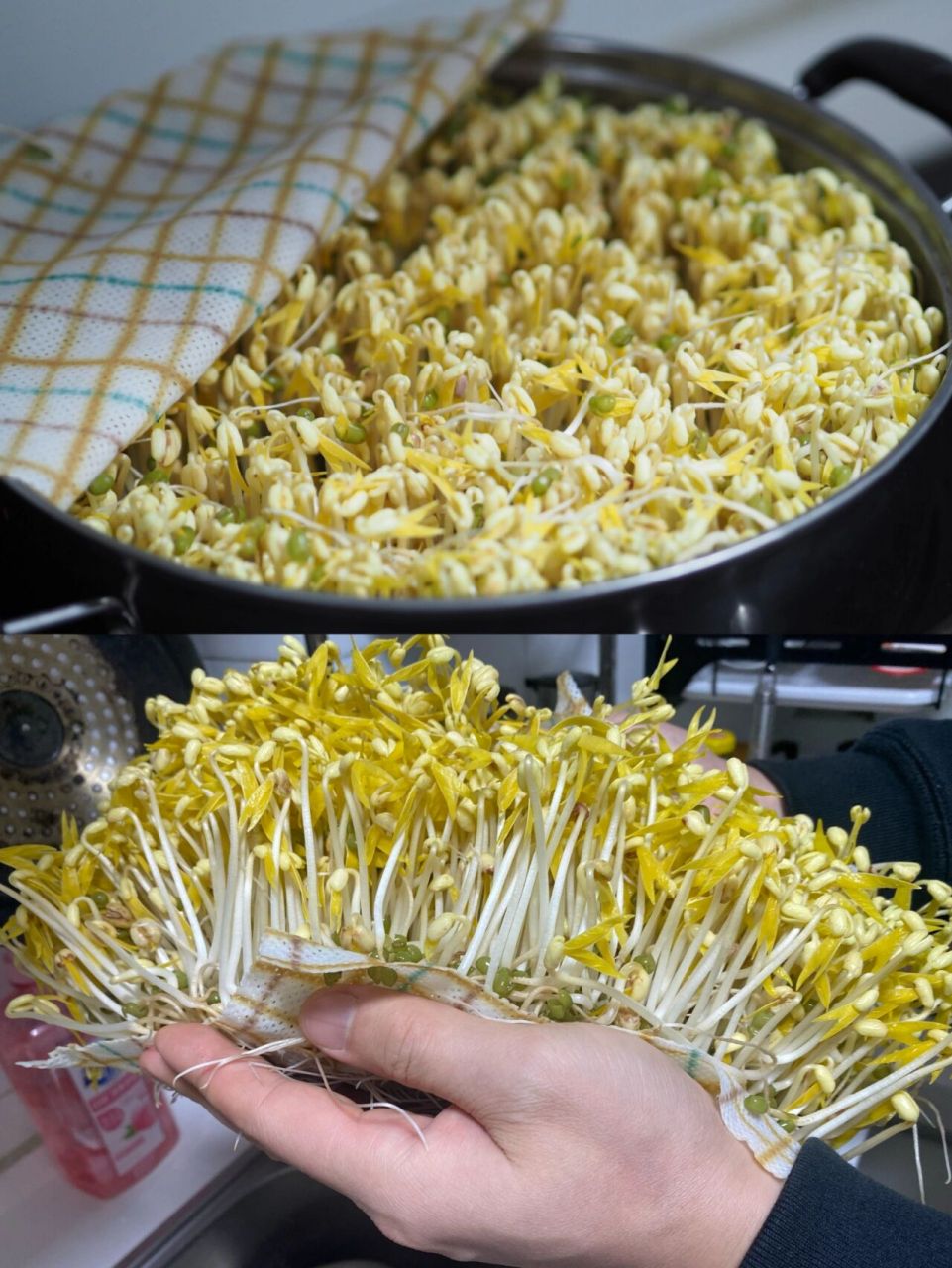 自制绿豆芽,简单易学零失败! 操作步骤: 1.