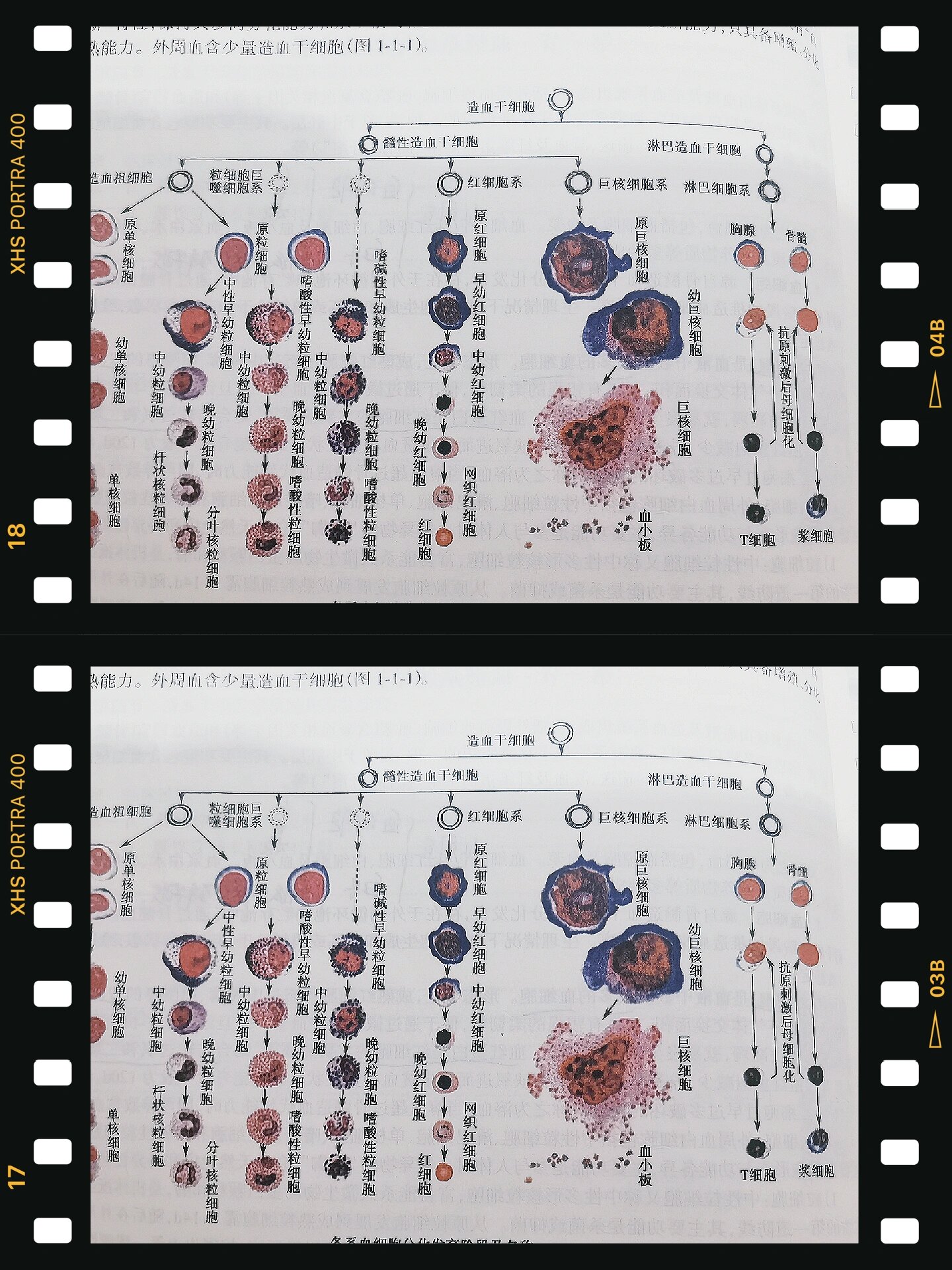 血细胞分化发育阶段及名称