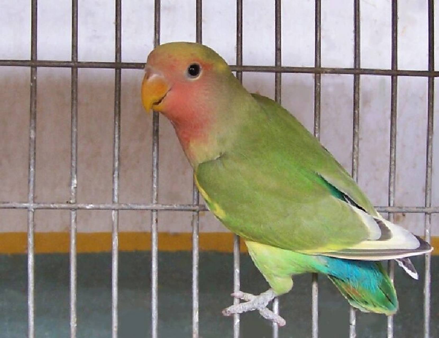 牡丹鹦鹉品种介绍(红面花桃) 红面花桃牡丹鹦鹉 图片依次高趴红面花桃