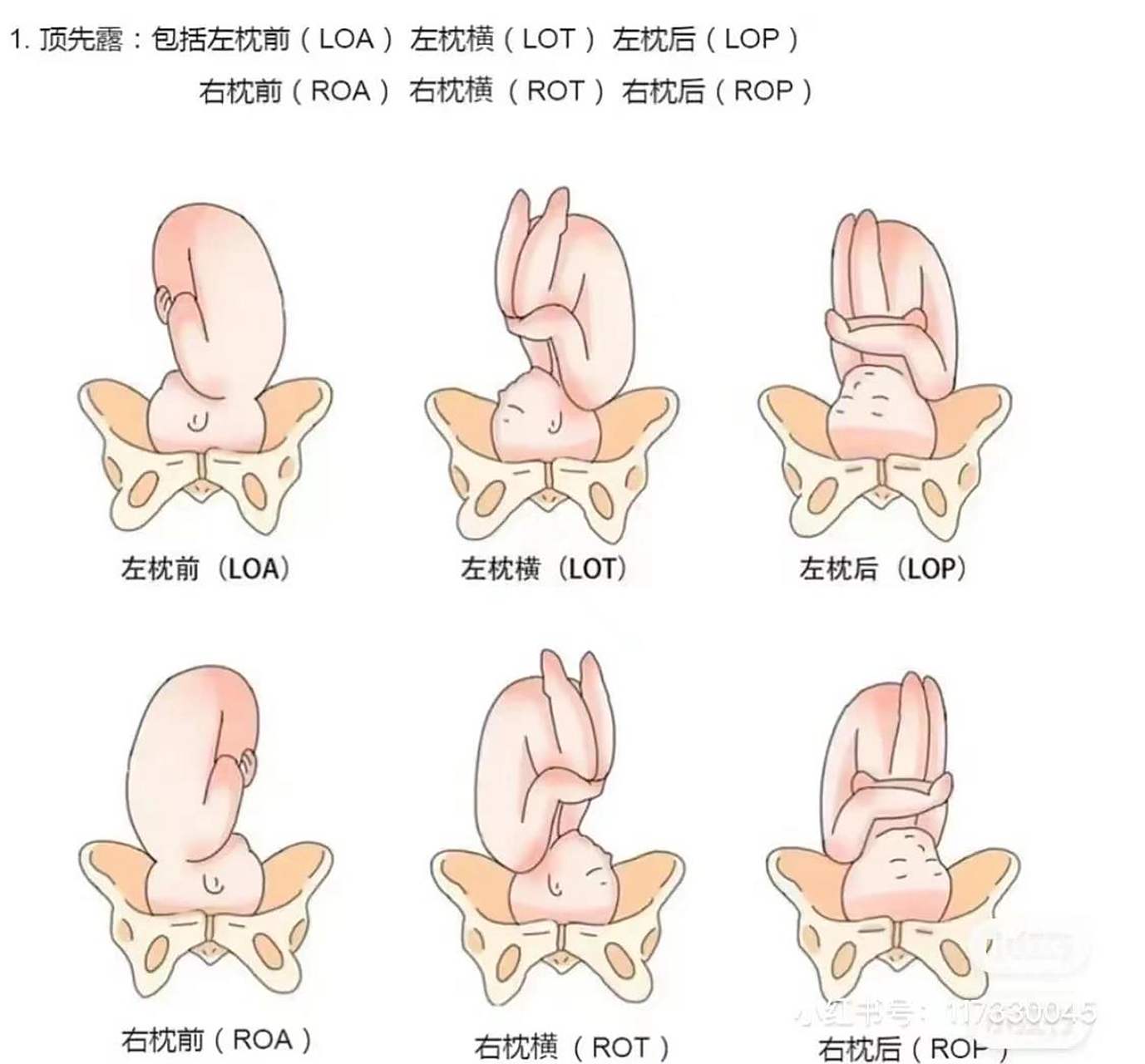 入盆后多久会生?