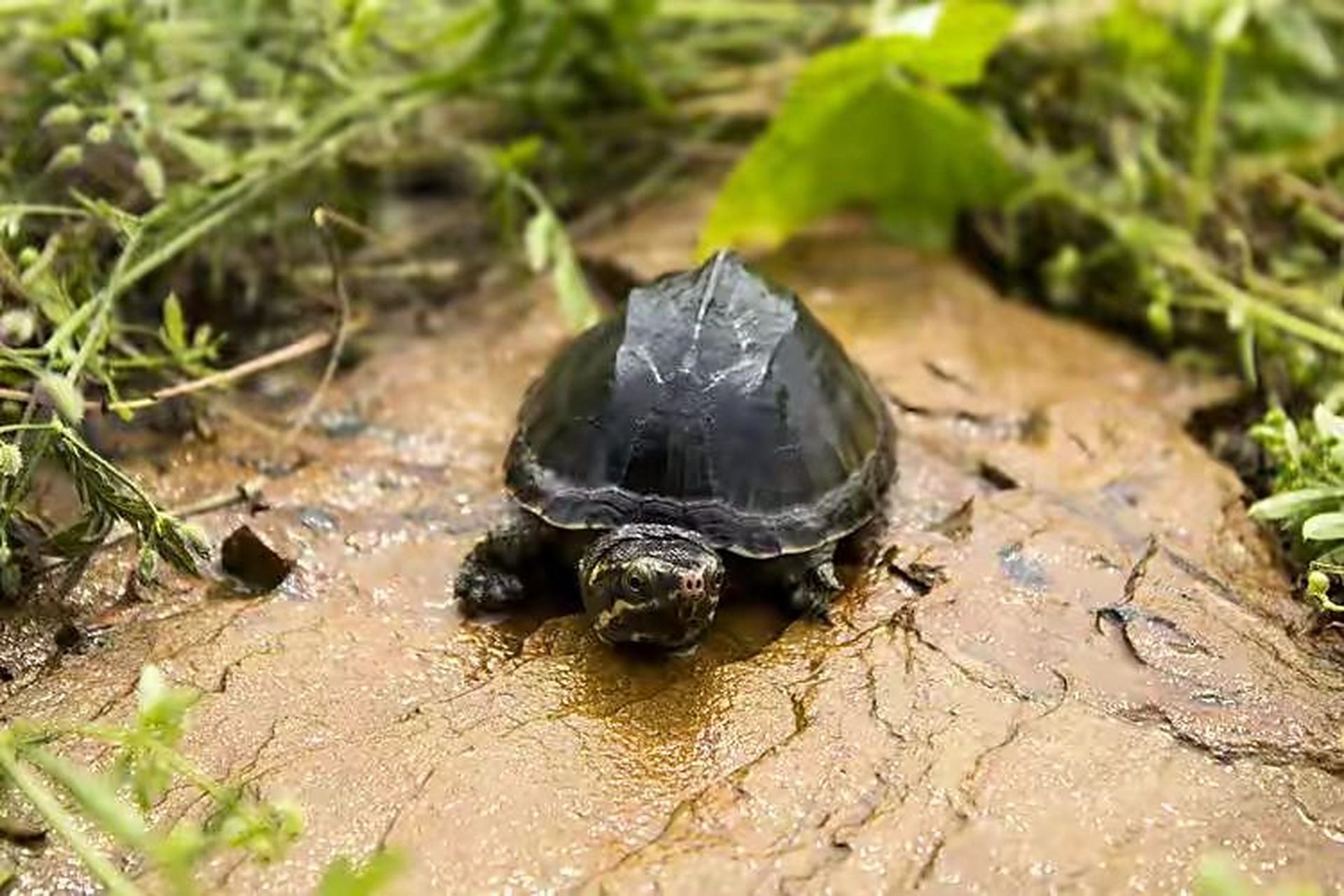 麝香蛋龟 今天我们介绍一种其貌不扬的小型蛋龟,它是一只黑不溜秋的
