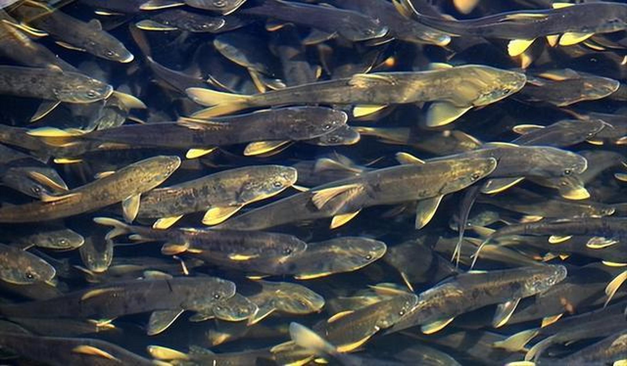 龙虾,海螺等海洋生物更是不计其数,不仅如此,据说贝加尔湖的湖底还