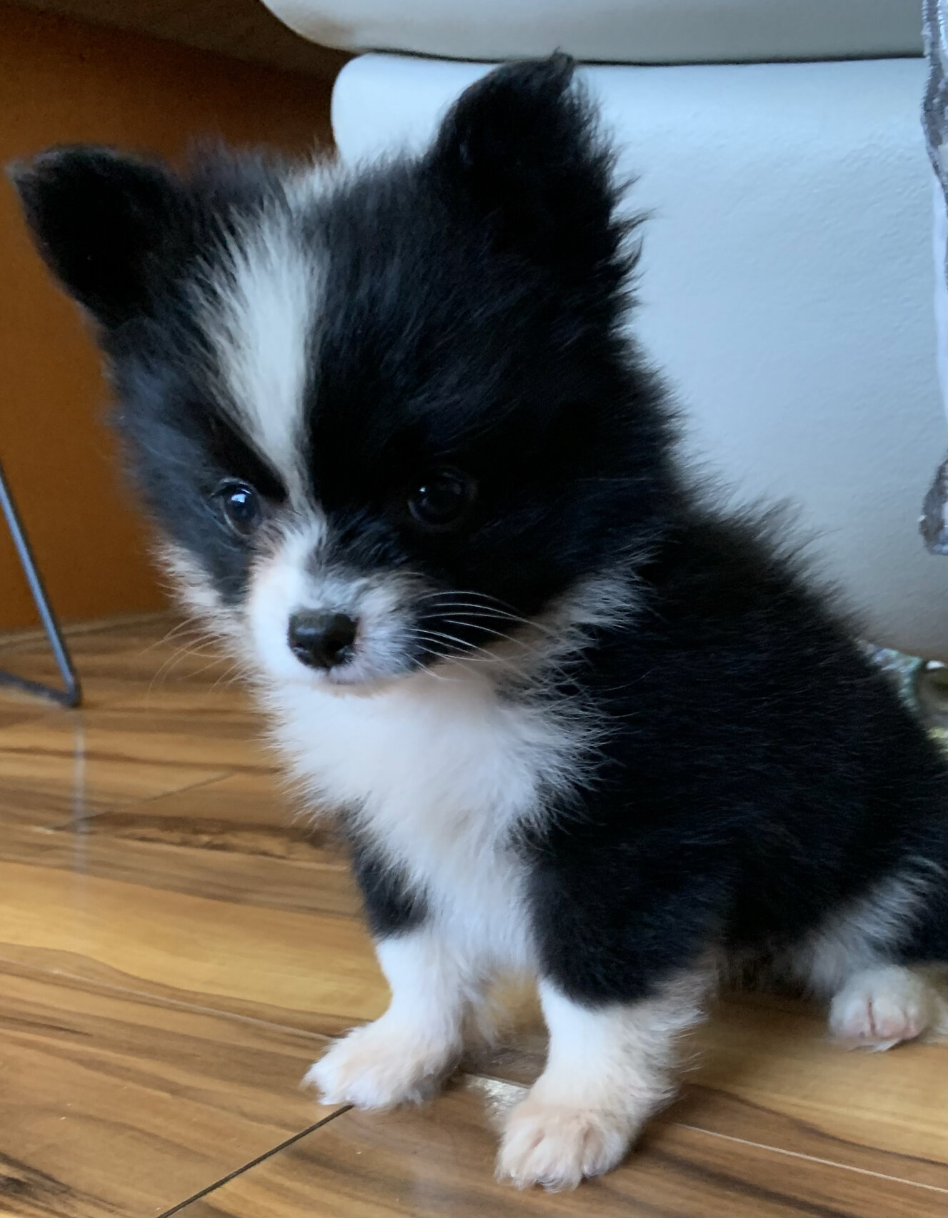 可爱哒黑白博美蝴蝶串串