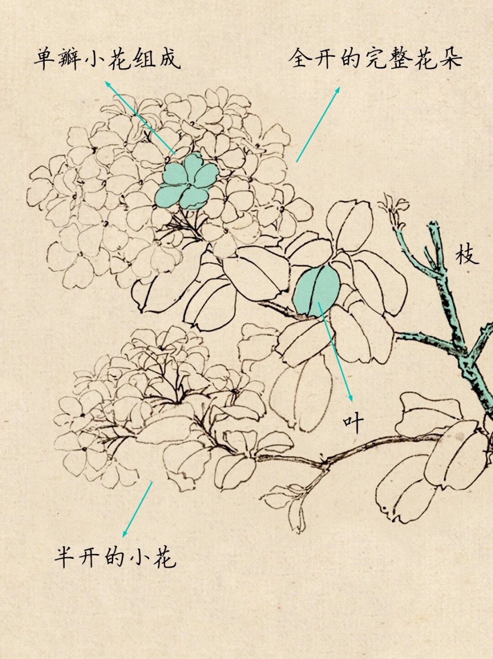 国画考研|绣球花画法详解
