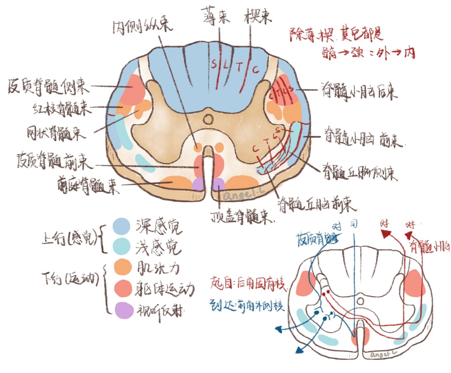 系统解剖//手绘图谱 脊髓和脑概览 神经系统-脊髓,脑的剖面 	 好久没