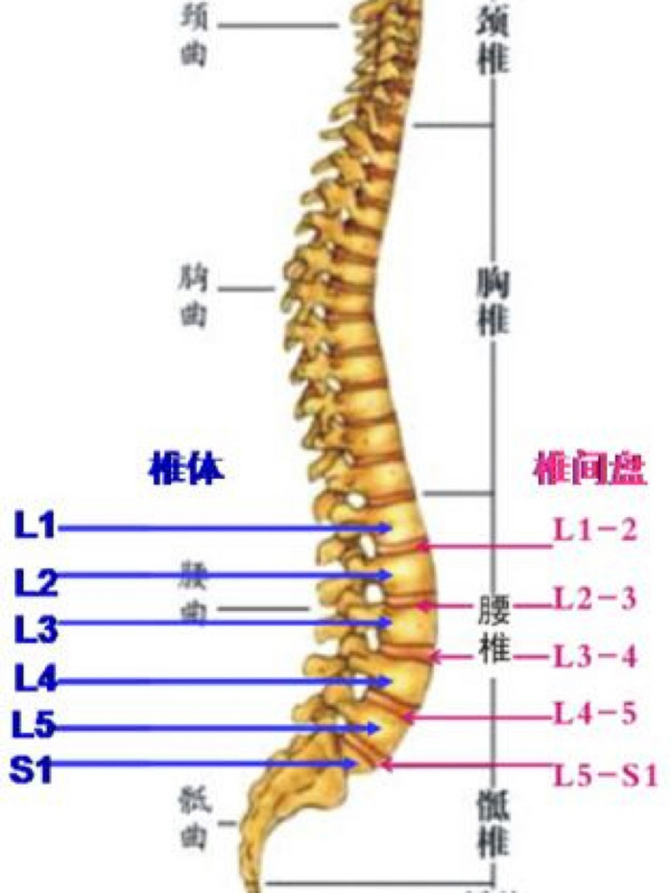 腰椎一至五节图片大全图片