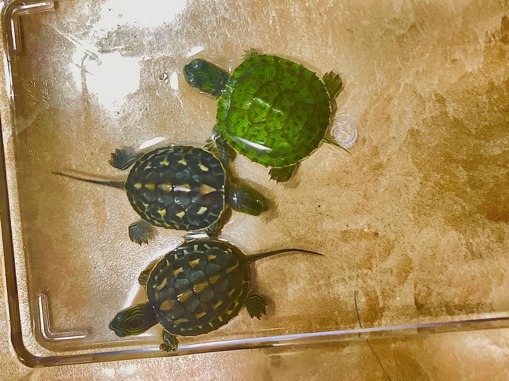 珍珠龟98 这花纹真漂亮