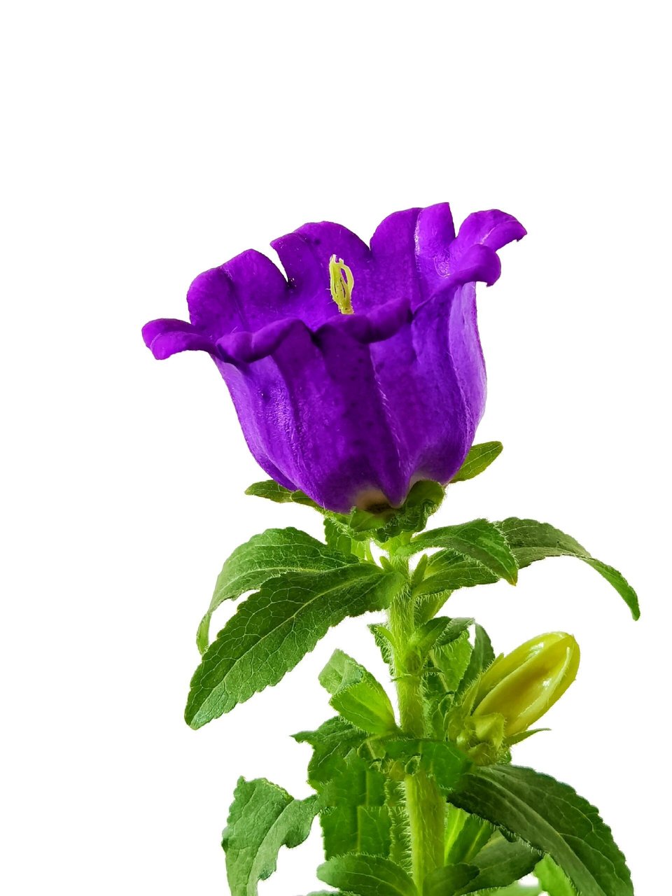 绘画素材139:紫色风铃花