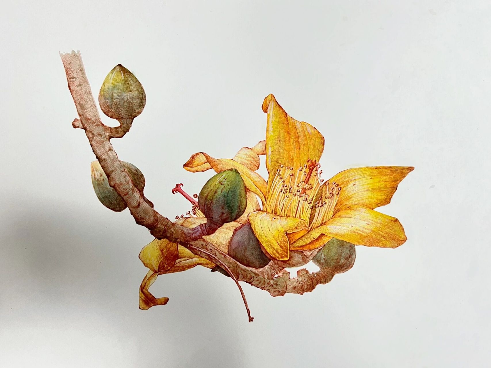 针管笔绘画之木棉花!