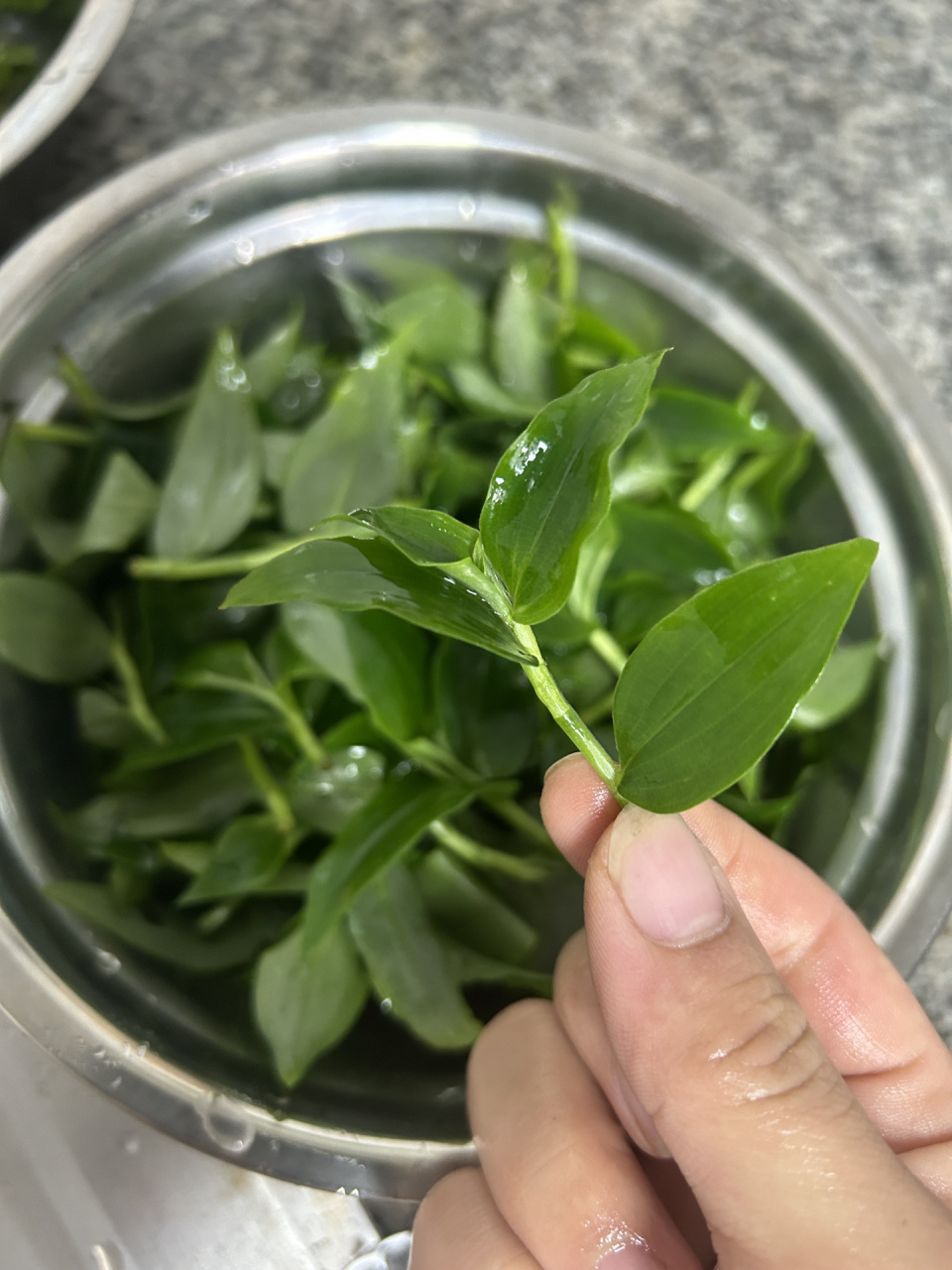 野菜～竹叶菜 你们吃过吗?