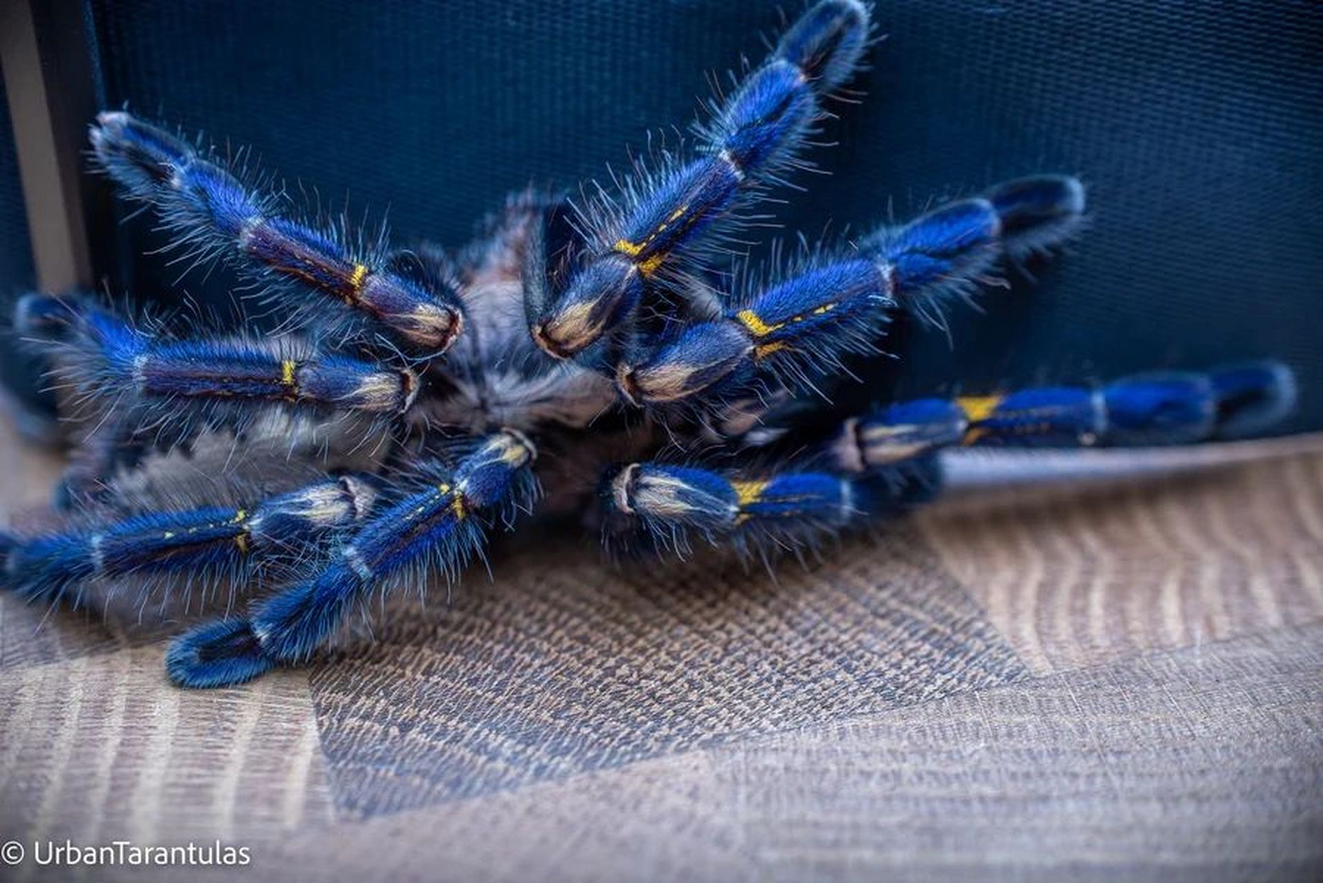 蓝宝石华丽雨林捕鸟蛛 蓝宝石华丽雨林(学名poecilotheria metallica)