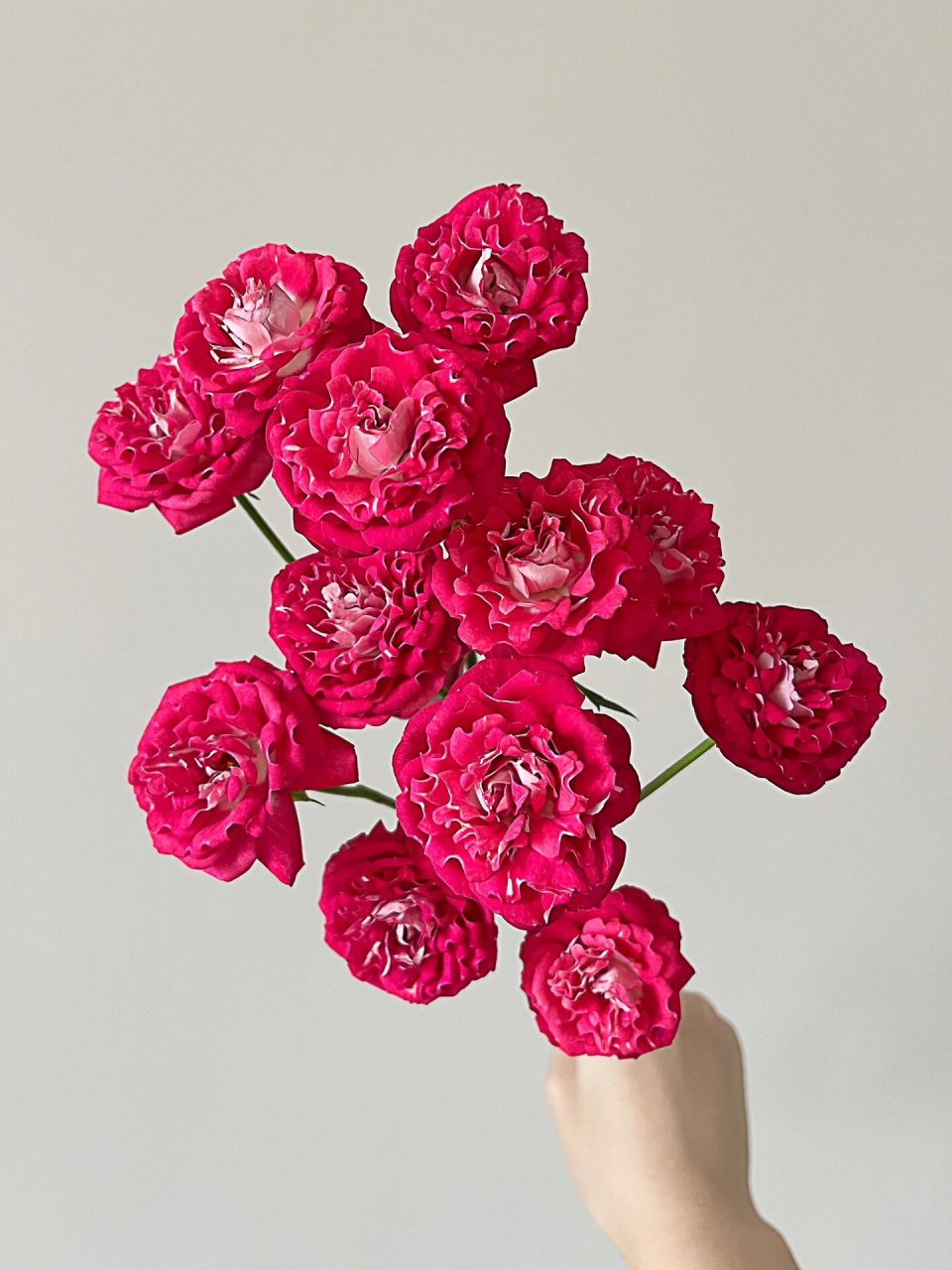 多头玫瑰·彩虹糖 热烈的玫红色,感觉在灯光下略偏紫,在自然光下更偏