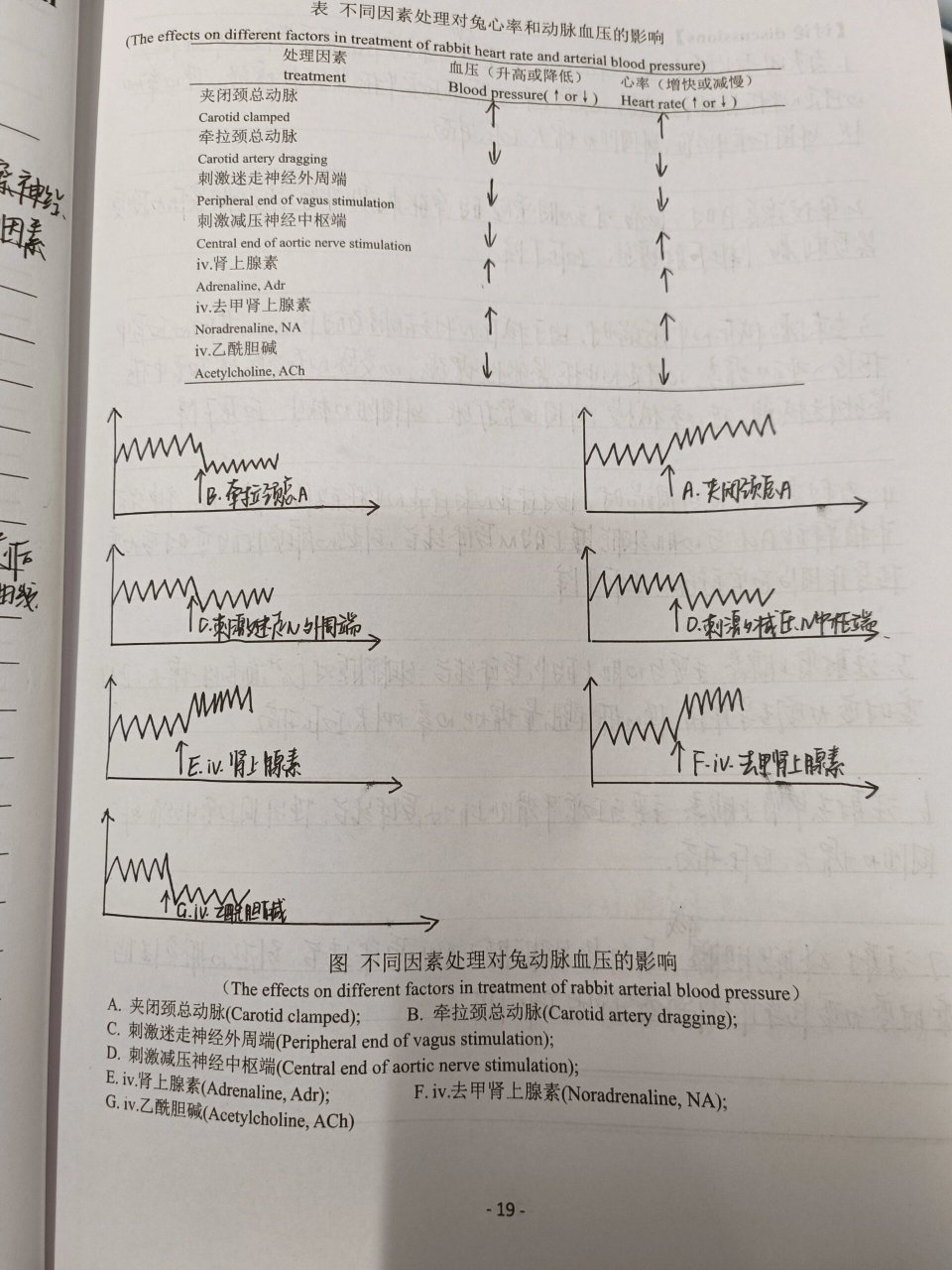 家兔心血管活动的神经体液调节 (05040890040805)