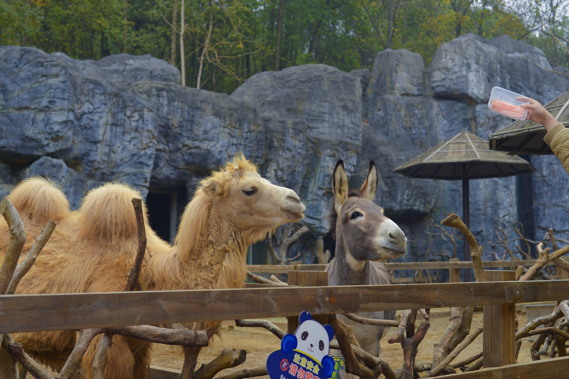 怀化周末出游|怀化野生动物园0007|拍照游完 去哪玩怀化周边游