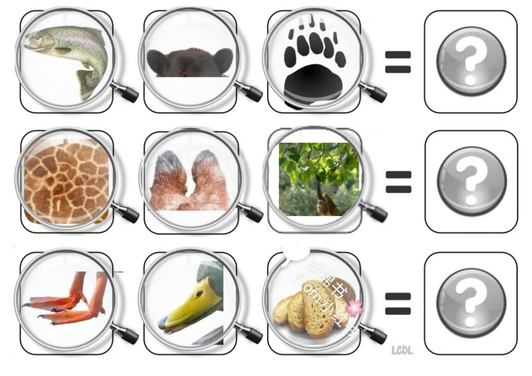 幼儿通过观察前面三个放大镜中的动物局部图,猜测哪个动物是符合三个