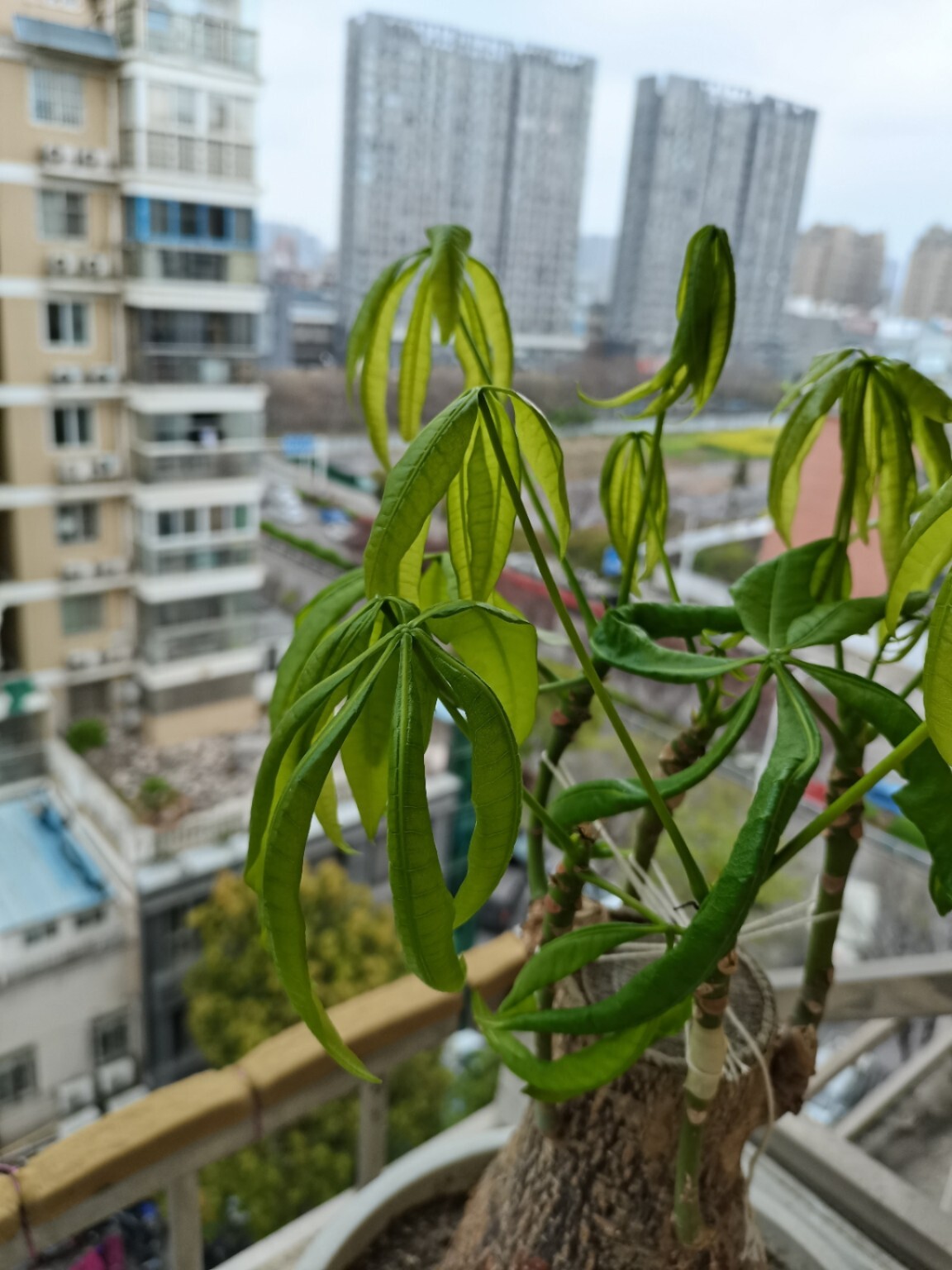 发财树叶子卷曲 有没有大神能帮忙看看,发财树叶子从发出来就这样