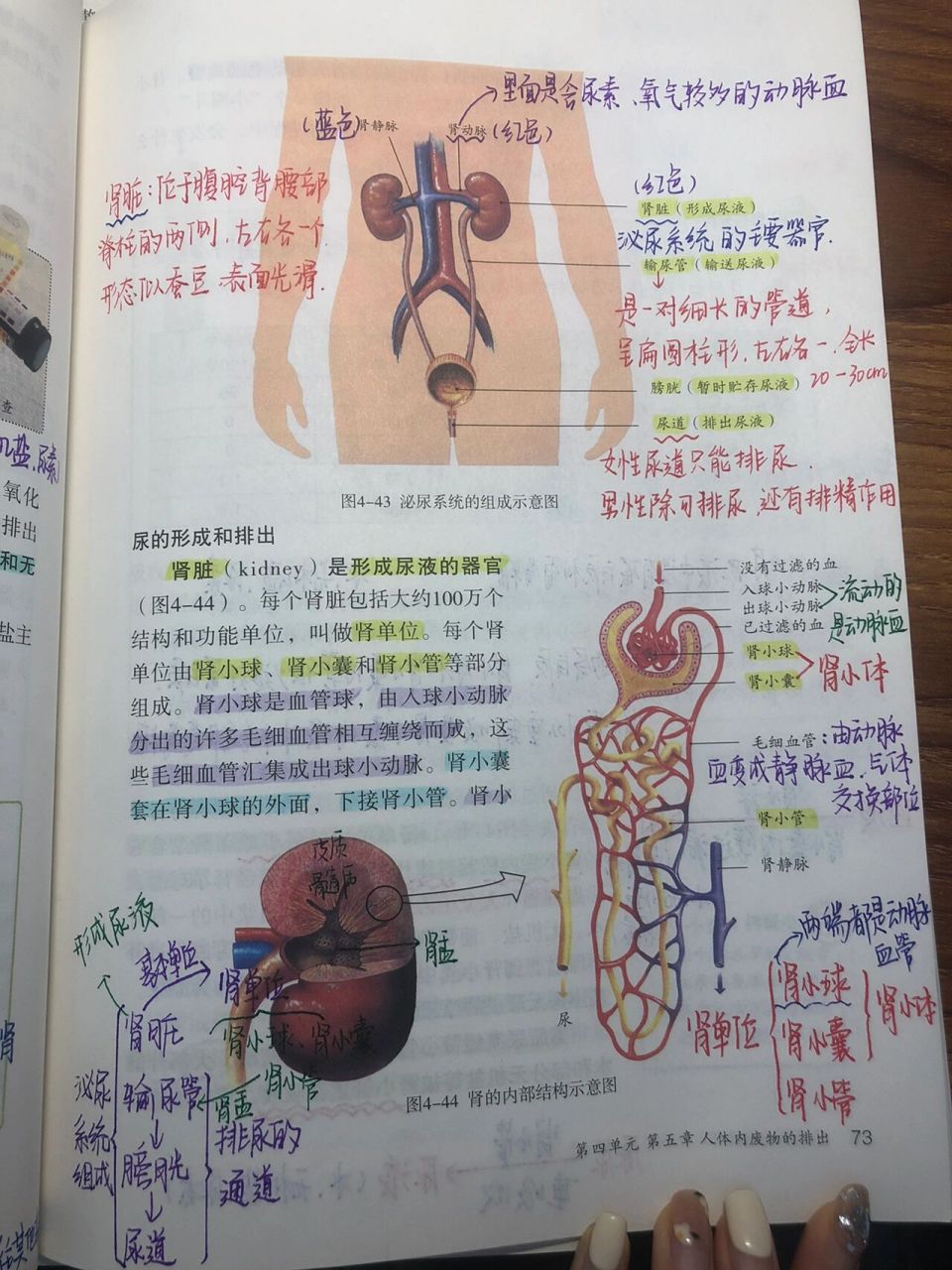 生物泌尿系统的手抄报图片