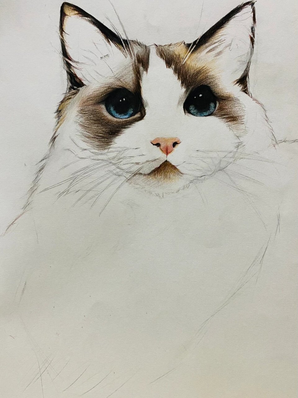 初中生绘画/精微素描/布偶猫 初三学生绘制的自己家的仙女猫咪 名叫