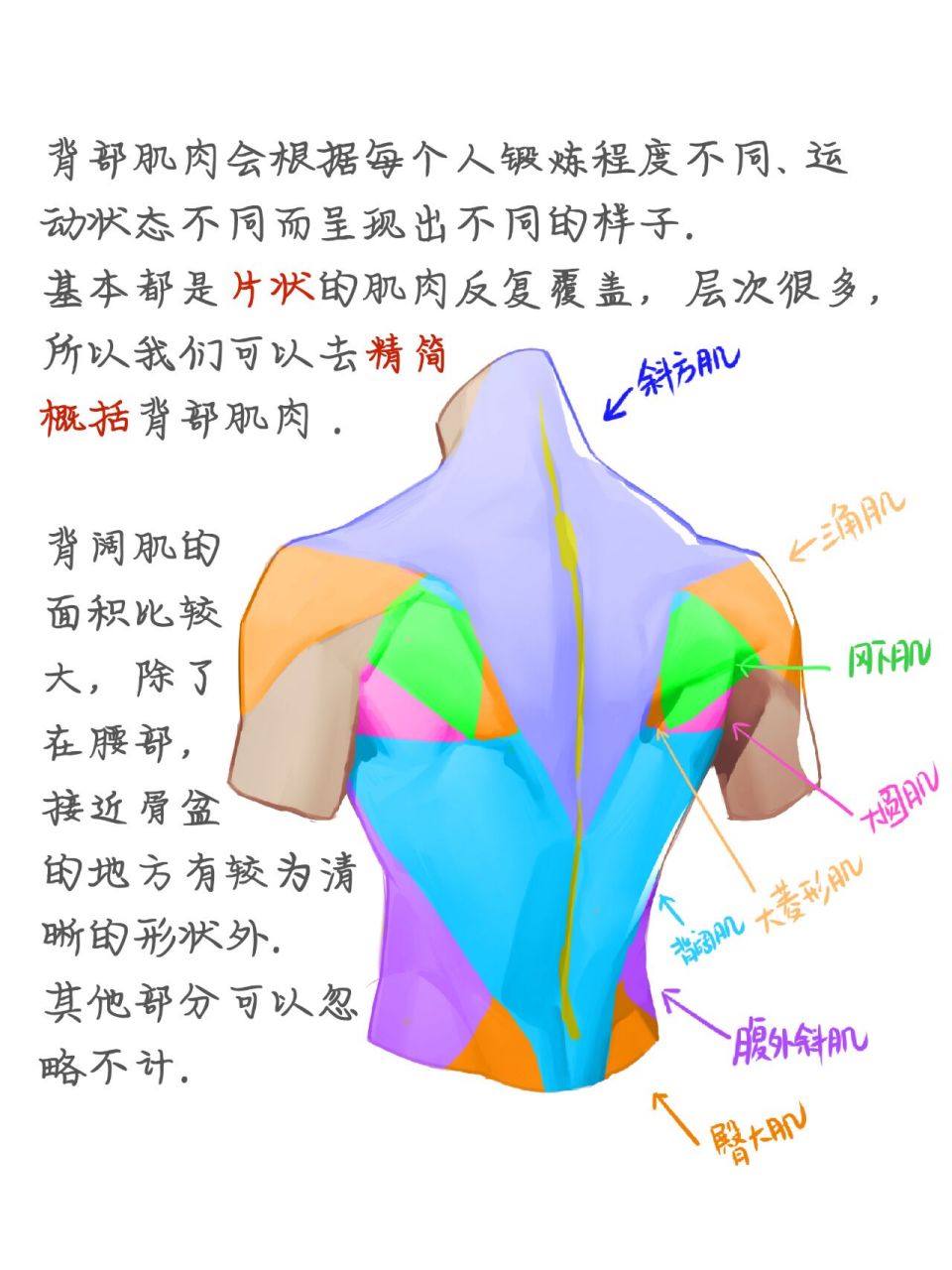 【课堂笔记】背部肌肉  概括画法 画背部结构时,需要注意: 背部肌肉会