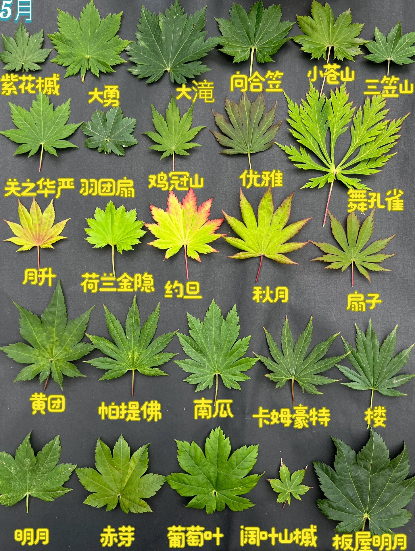 日本红枫每月图谱-团扇系列