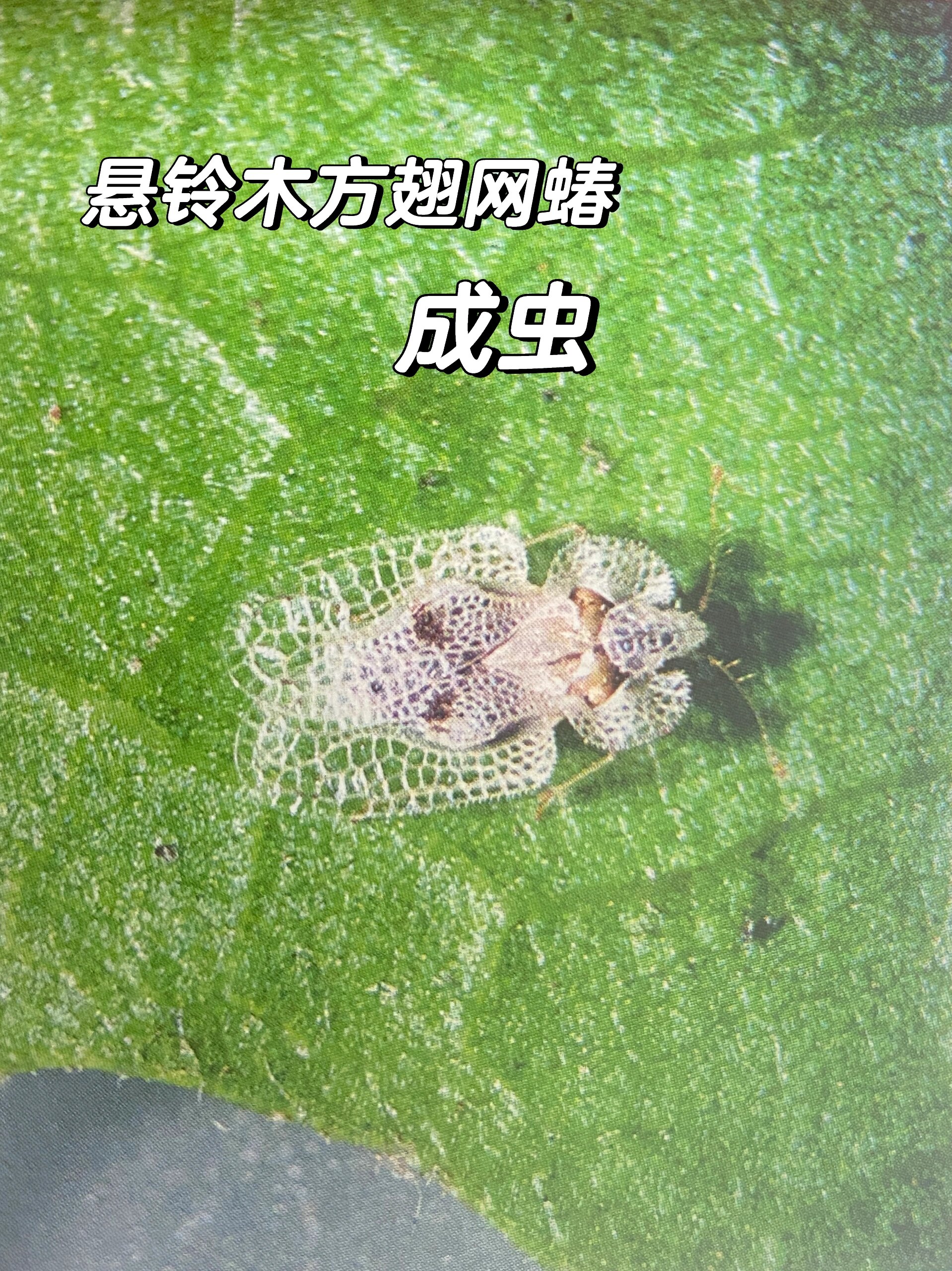 大自然是永恒的主题 悬铃木方翅网蝽防治