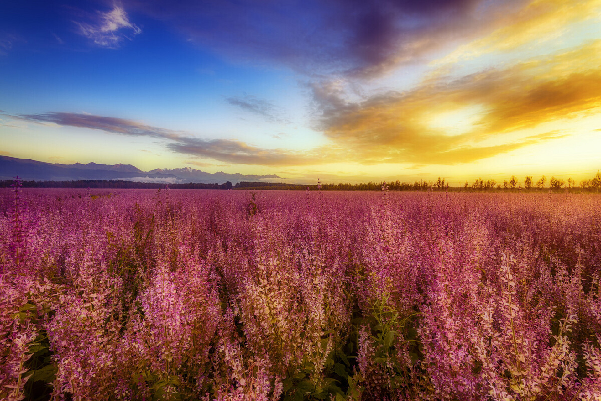 昭苏精品旅游一日游线路 紫苏花海(千亩花海,感受紫色浪漫)—油菜花海