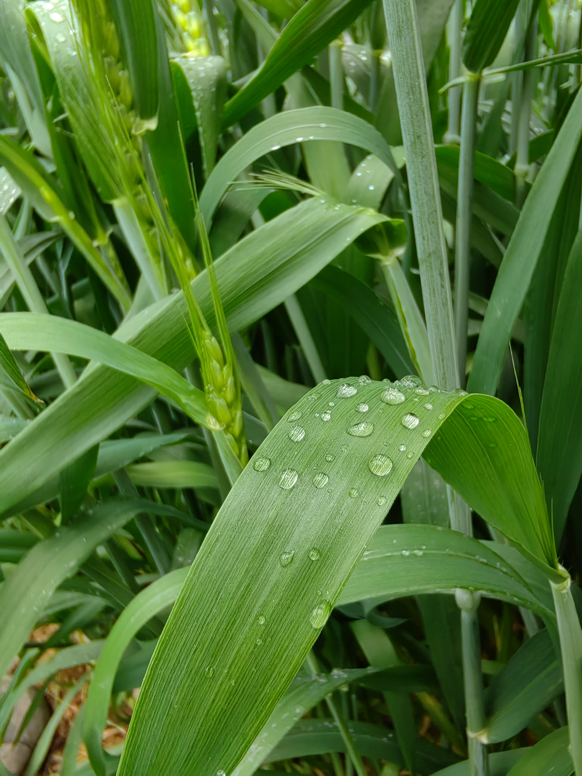 春天正是麦子拔节,抽穗,扬花的时节,只见长长的麦穗挺着浓密的锋芒