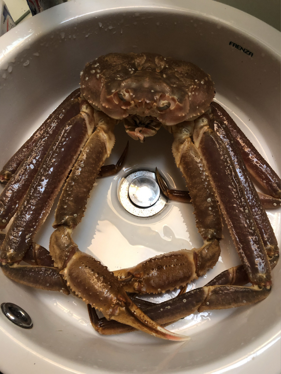 你那边这长脚蟹和松叶蟹多少一斤 图一今天买的松叶蟹,特别划算,2斤6