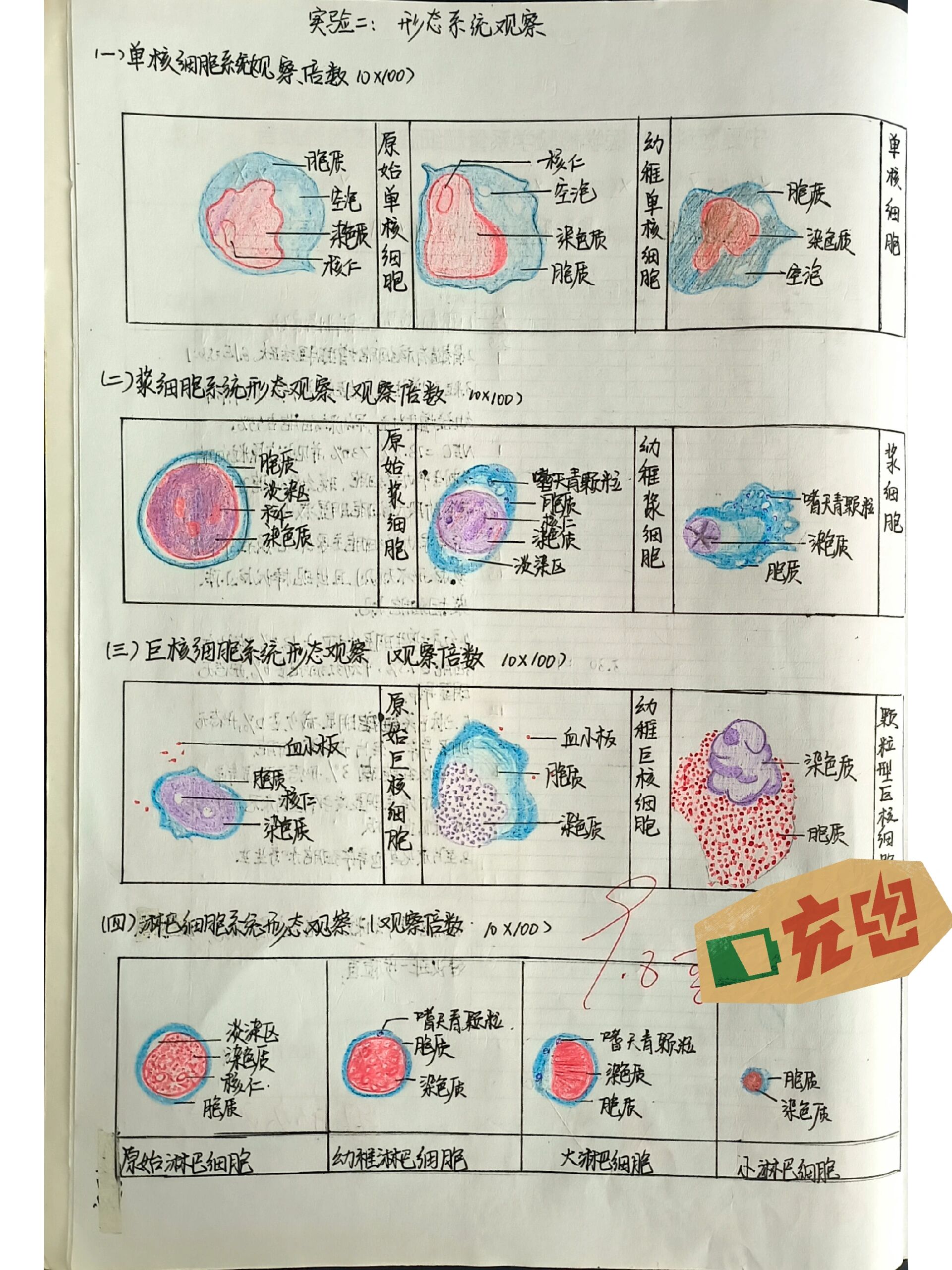 淋巴细胞红蓝铅笔图图片