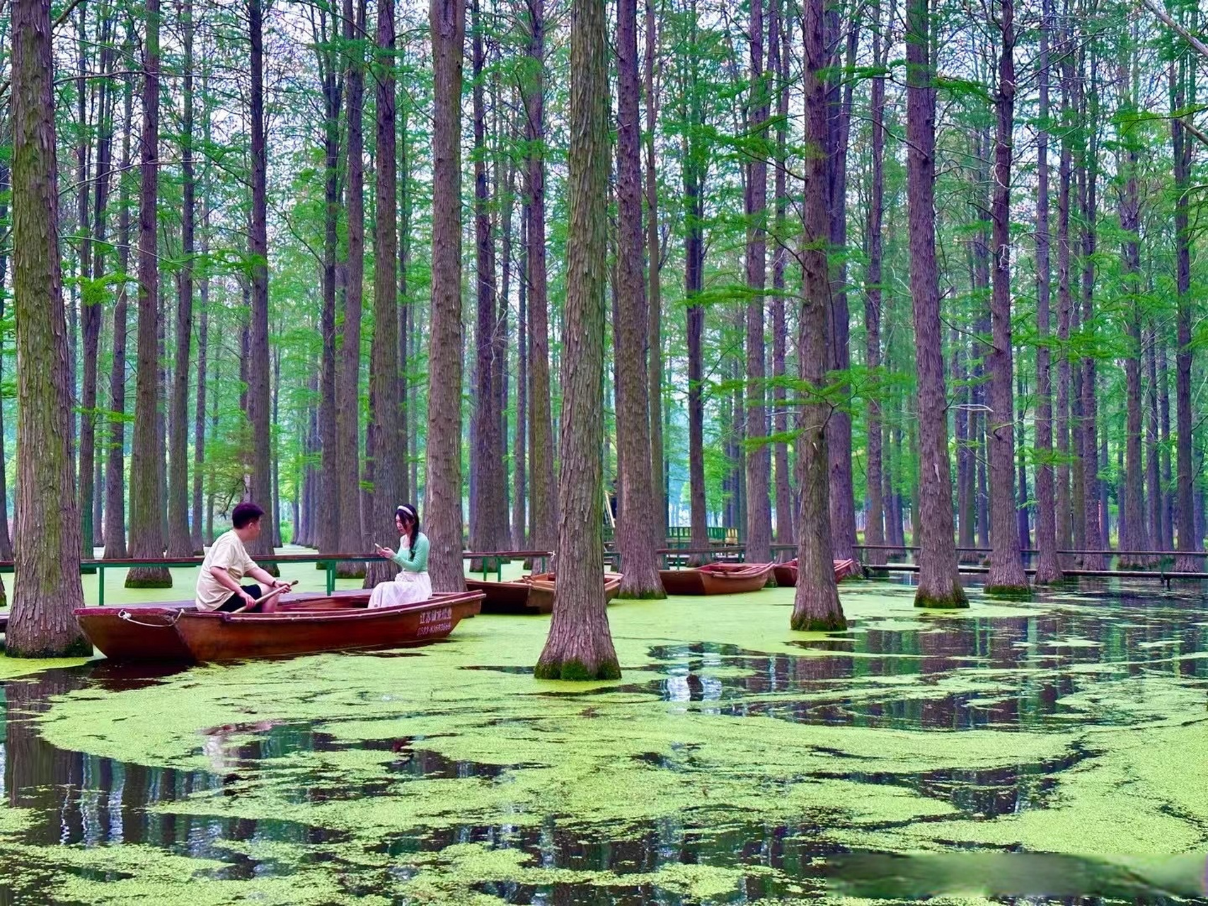 扬州江都渌洋湖湿地公园,很小众,门票10块,租船50元,荡舟穿梭林中,很