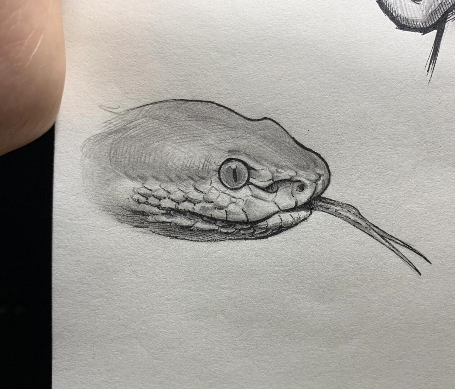 非常喜欢的一种蛇[爱你]#动物速写# #针管笔手绘# #钢笔画# #写生线描