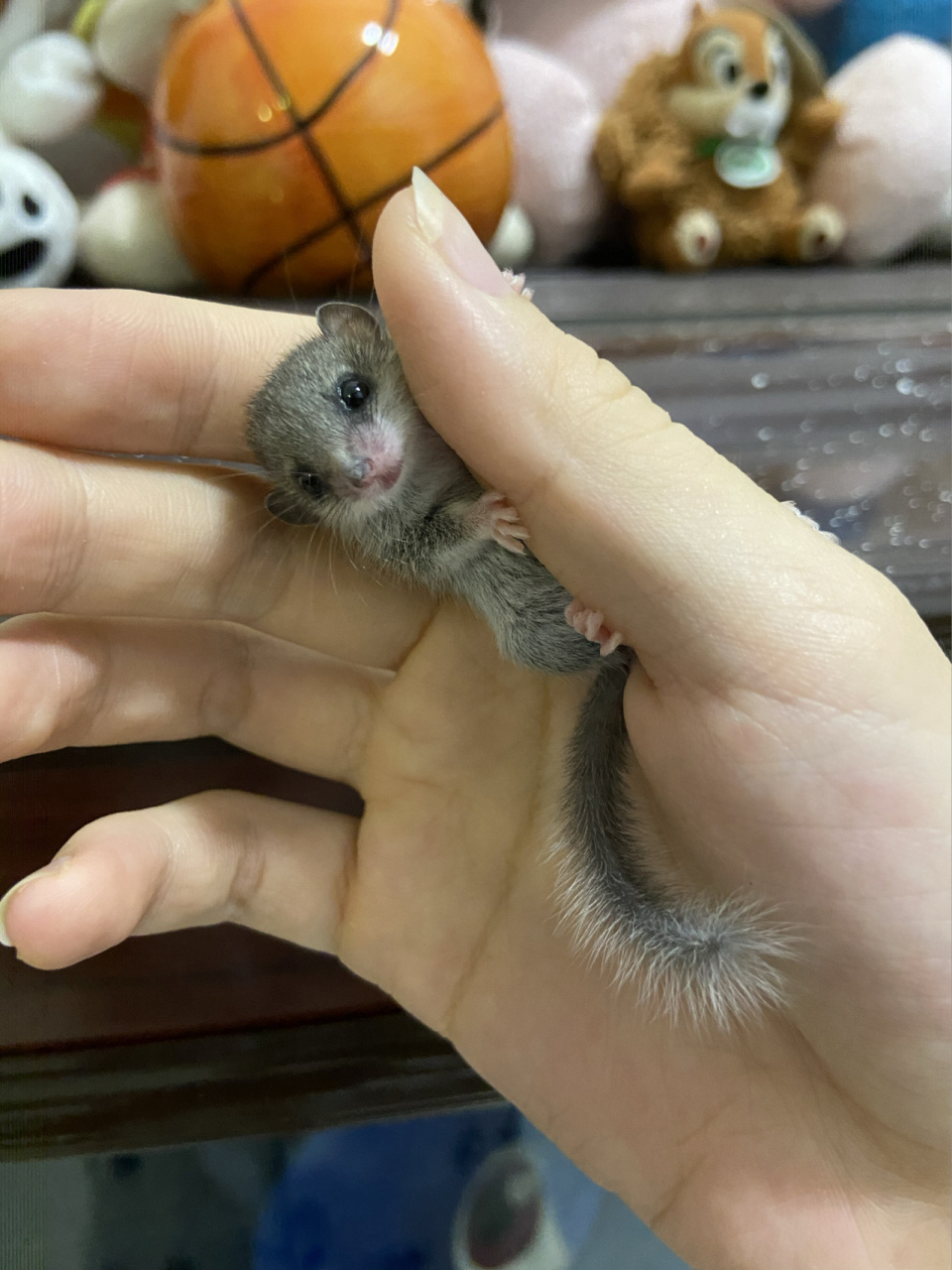 西班牙睡鼠科普攻略99来咯来咯!