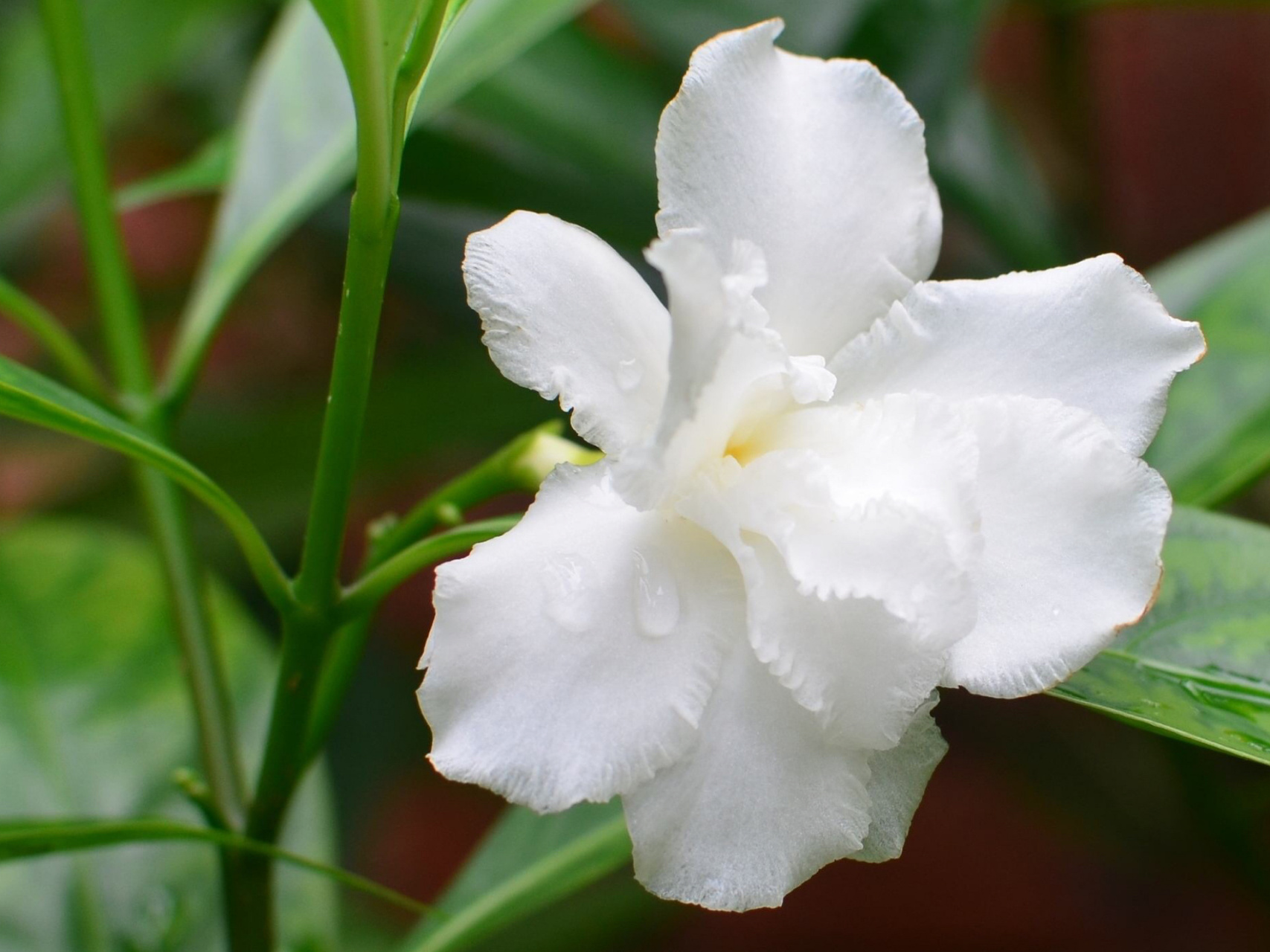 夹竹桃科,狗牙花属灌木,高达1