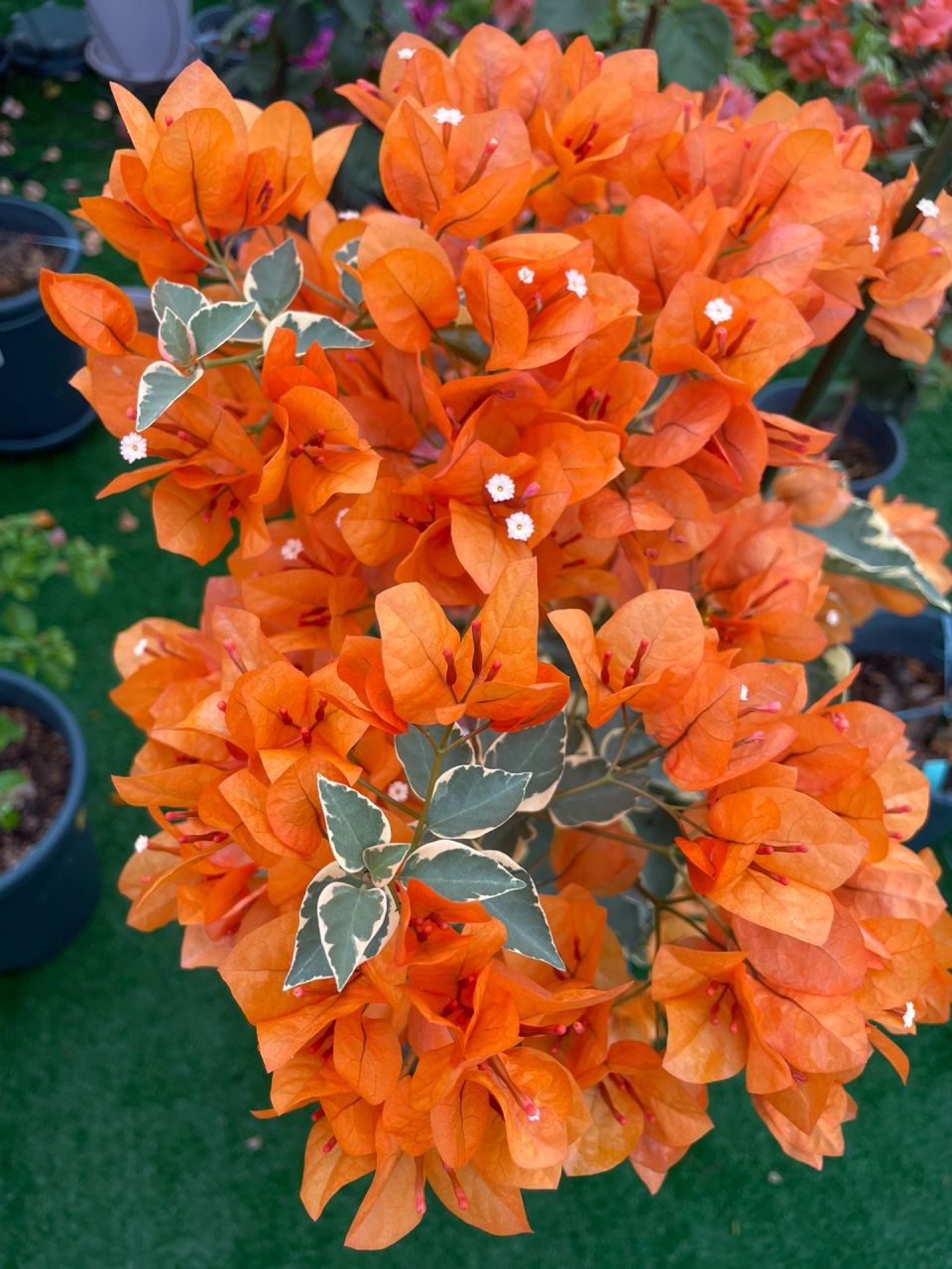 橙色条纹/小斑叶橙黄三角梅 冬季的它,开出如此热烈的颜色,爱了!