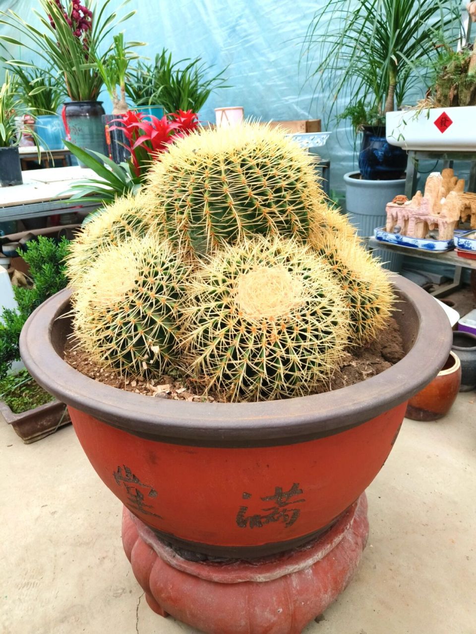 镇宅辟邪的吉祥植物——金琥 镇宅辟邪的吉祥植物——金琥 金琥是仙人