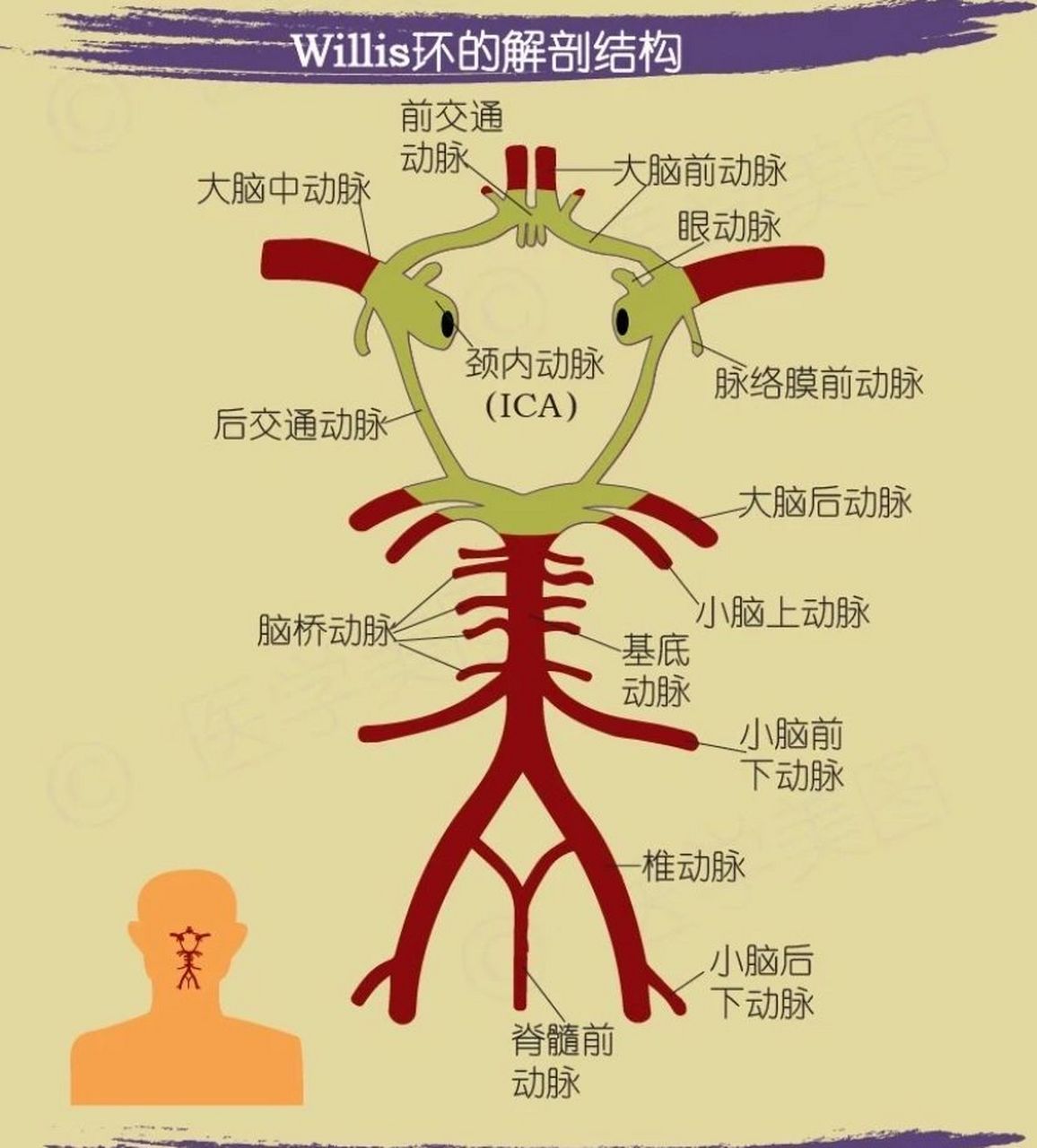 大脑动脉环图片图片