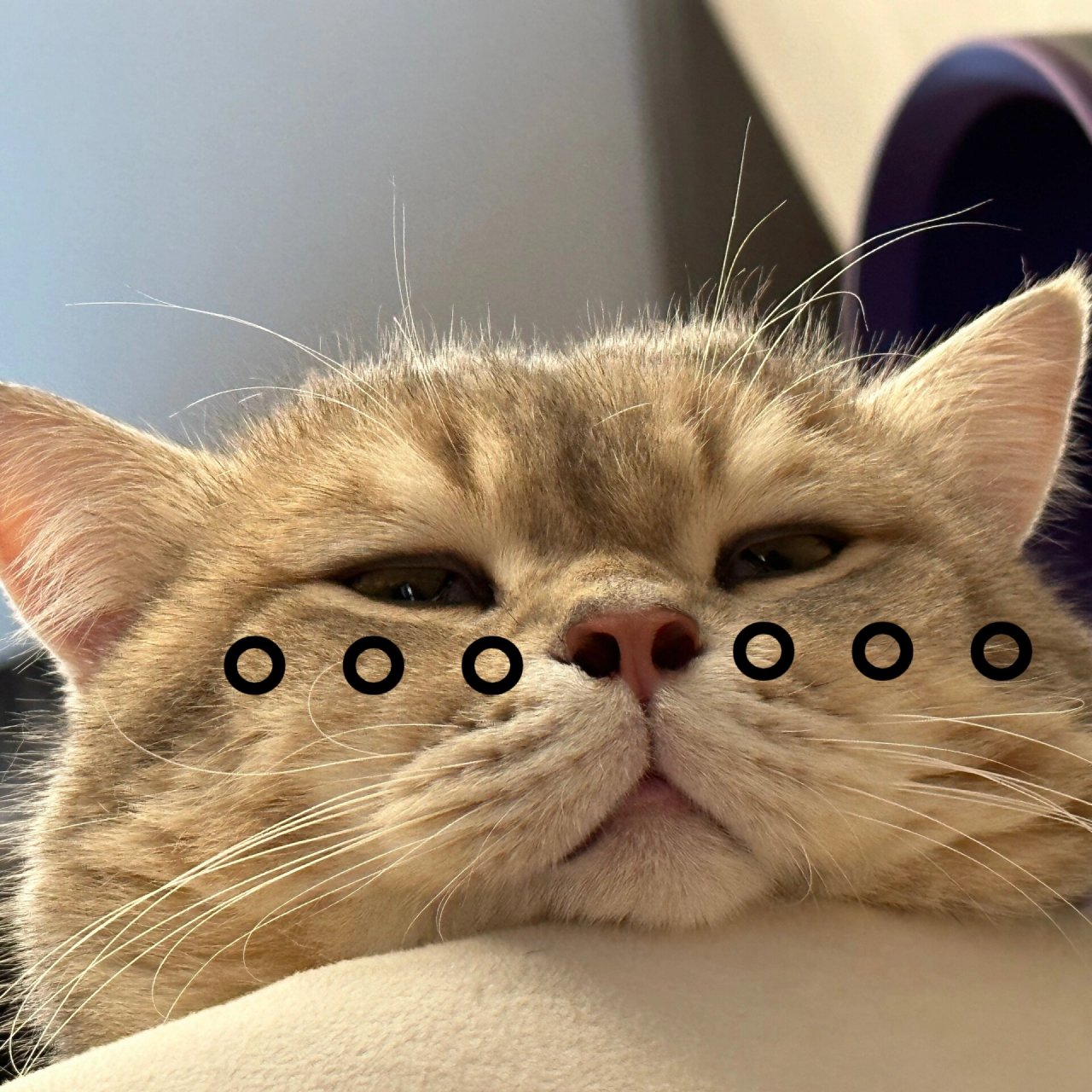 平嘴猫表情包图片
