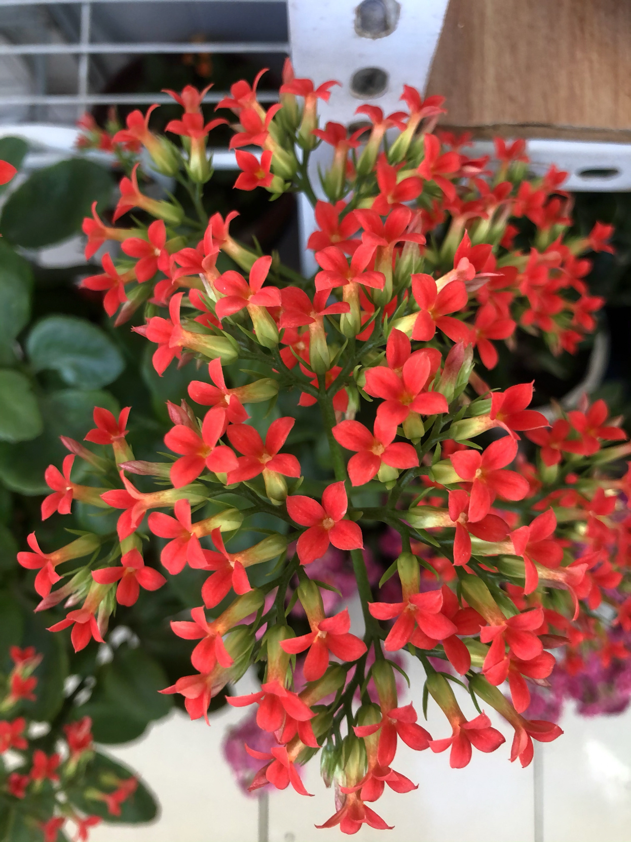 红色单瓣长寿花品种图片