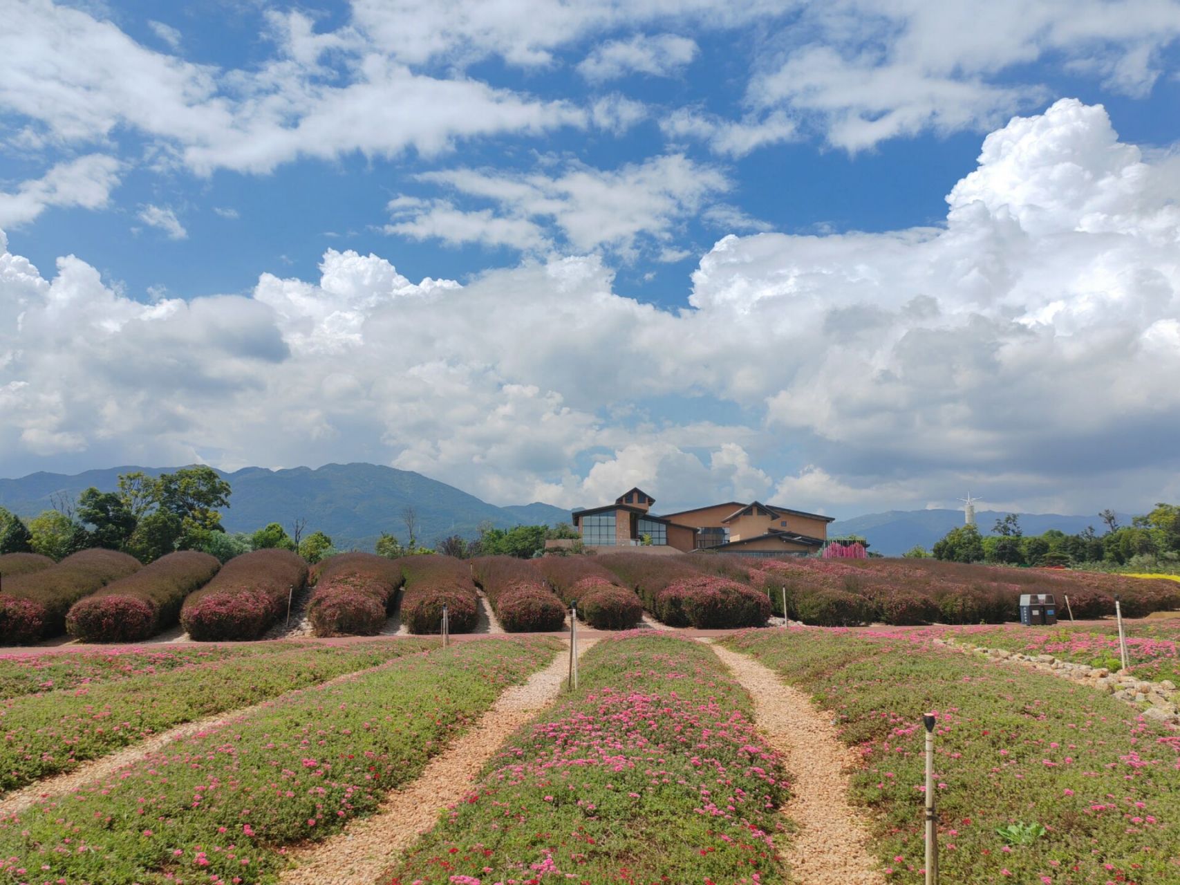 抚仙湖——抚海湾湿地公园 花海很美,薰衣草花田散发着清甜的香气