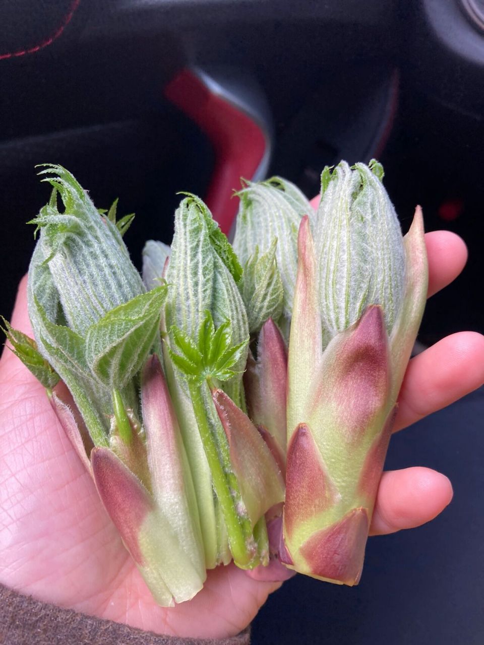 ハリギリ|刺楸嫩芽 刺楸的日文是ハリギリ(針桐),树盲的我还以为它是