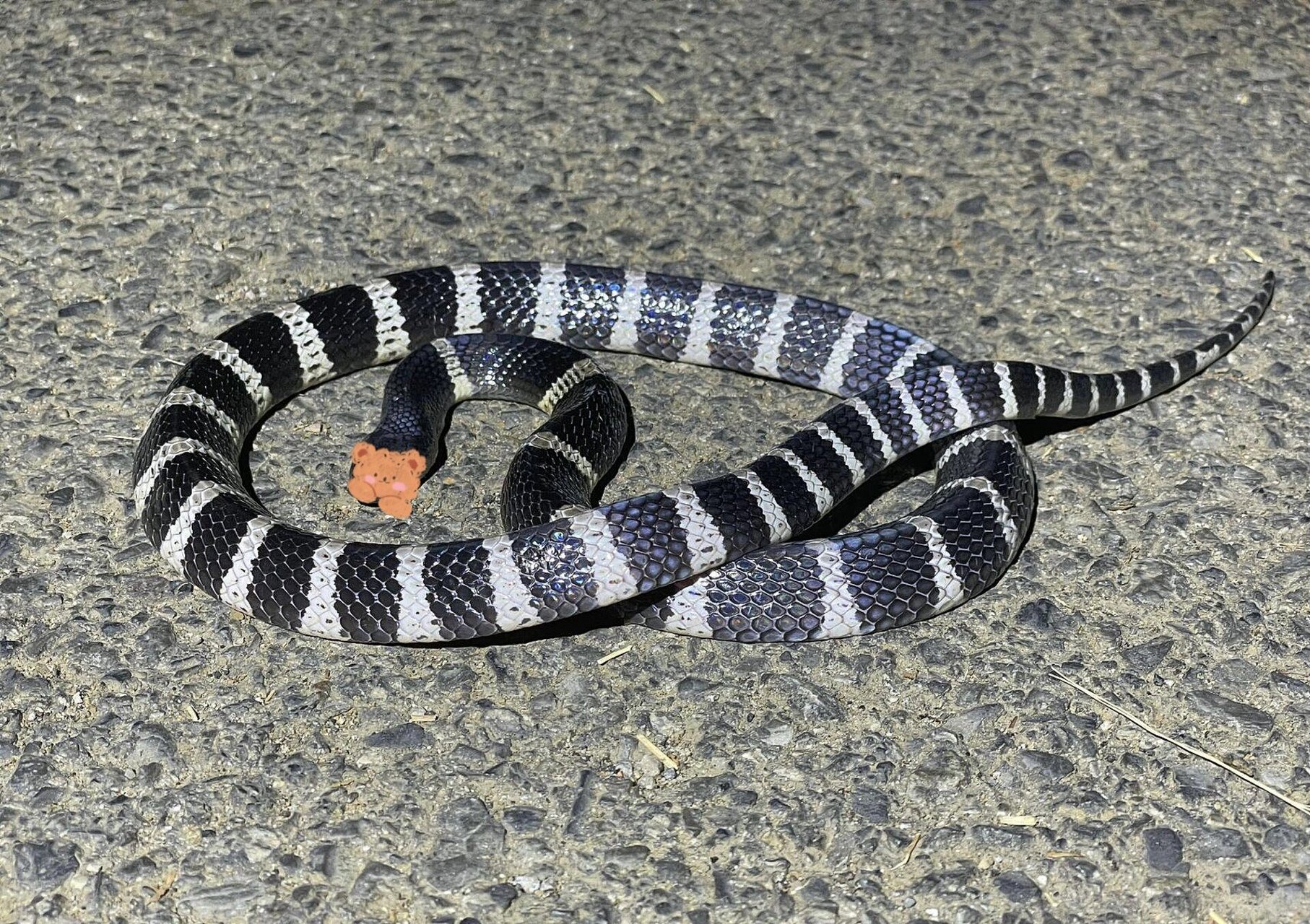 民间传闻银环蛇较为温顺,但它只是比较胆小,不会虎视眈眈地盯着你