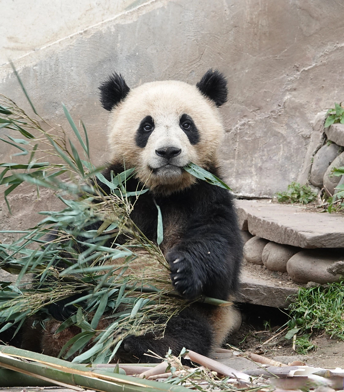 原来并不是所有猫猫94都是圆嘟嘟的脸,还有我们小将!