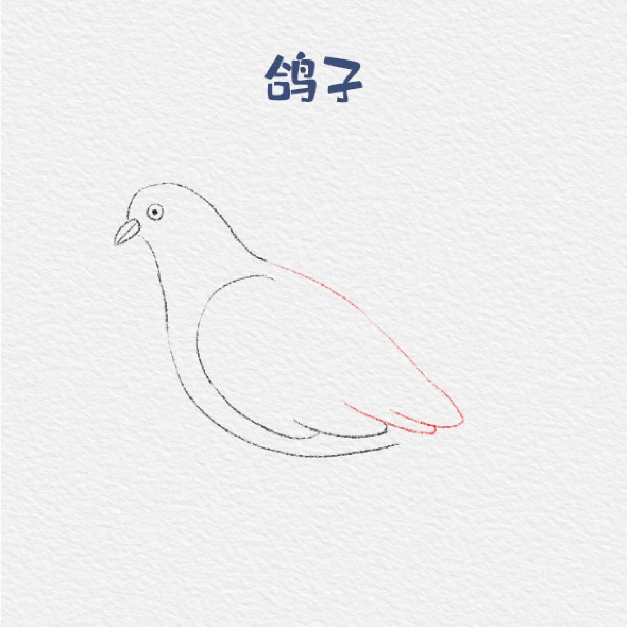 动物类—鸽子简笔画